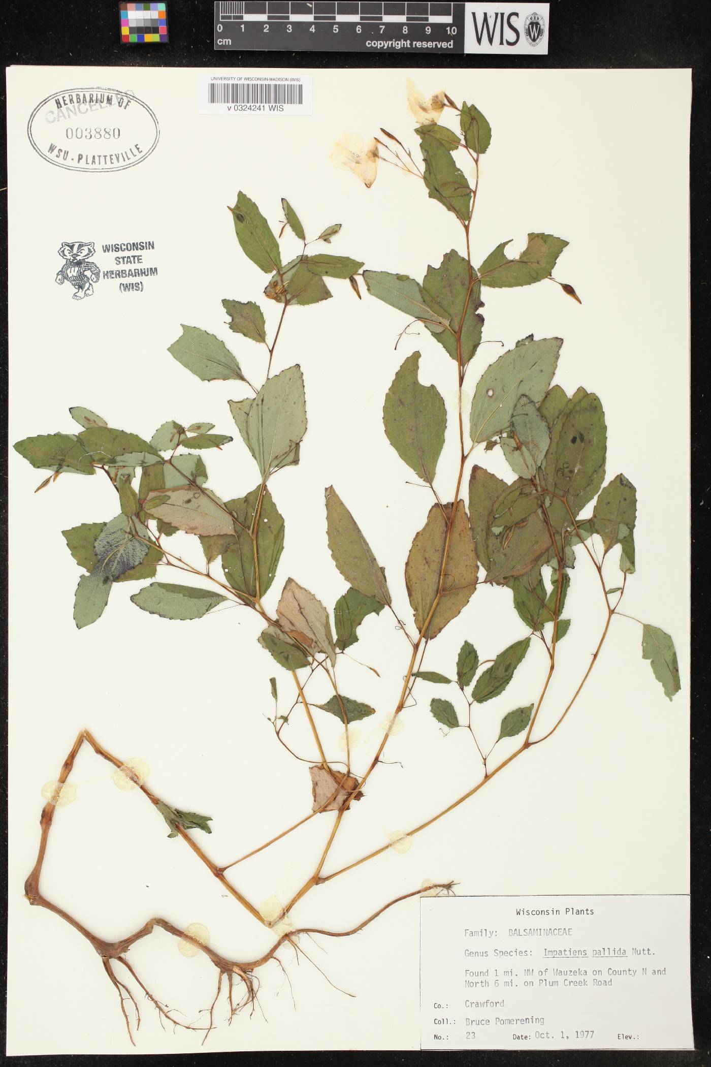 Impatiens pallida image