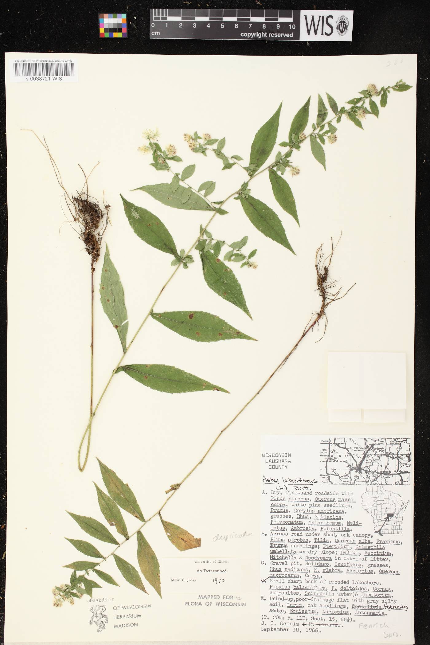 Symphyotrichum lateriflorum image