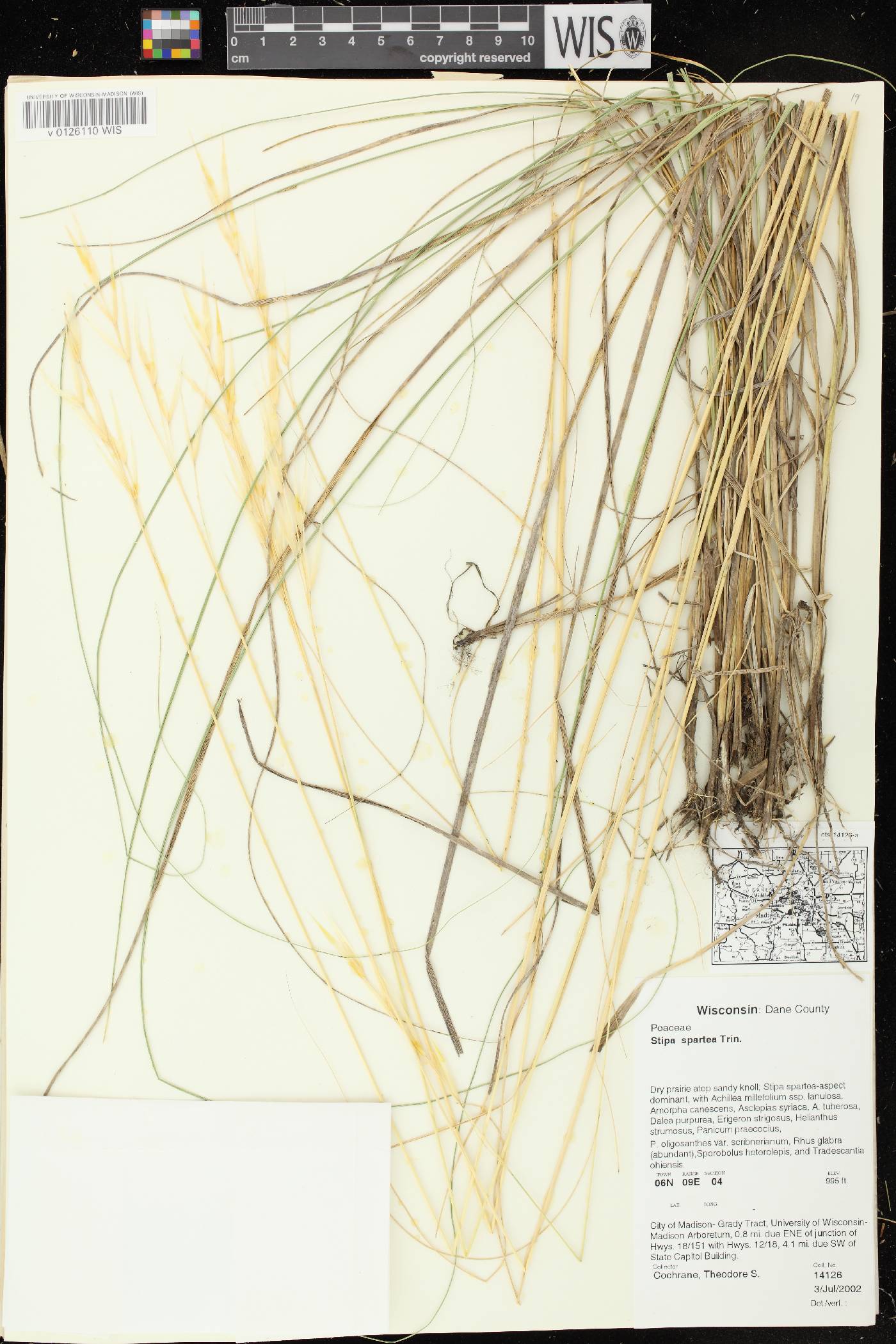 Hesperostipa spartea image