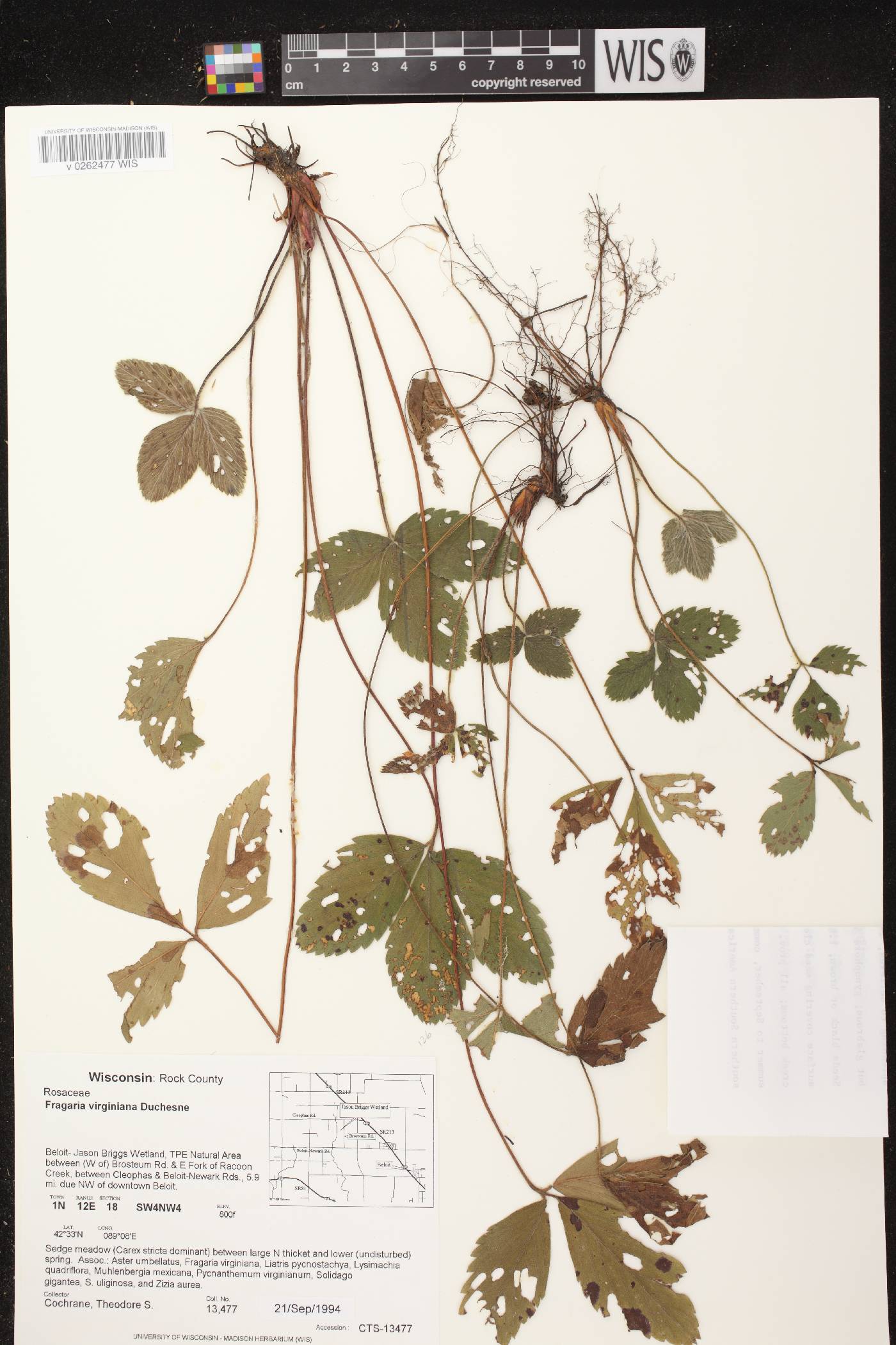 Fragaria virginiana image