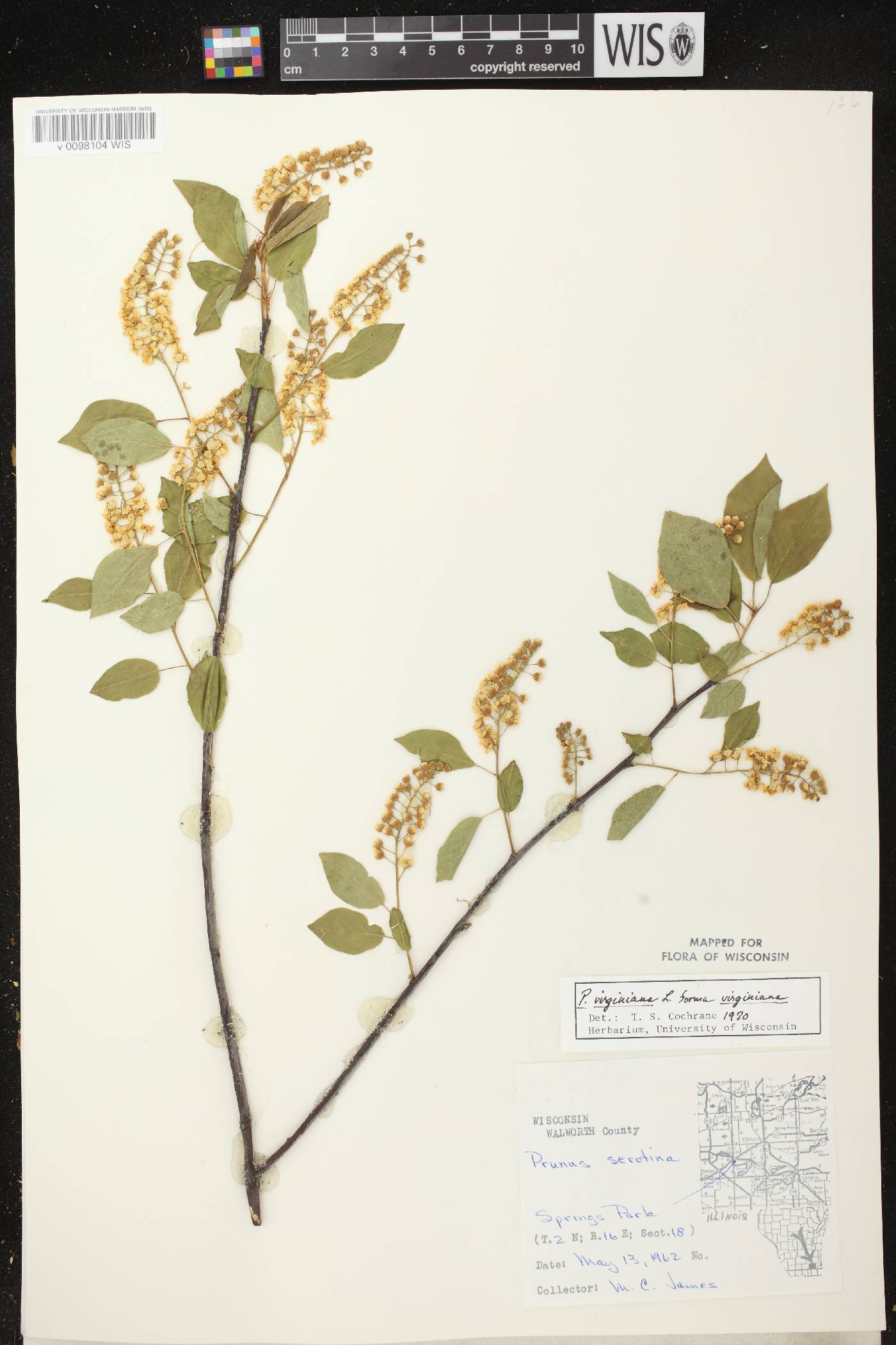 Prunus virginiana image