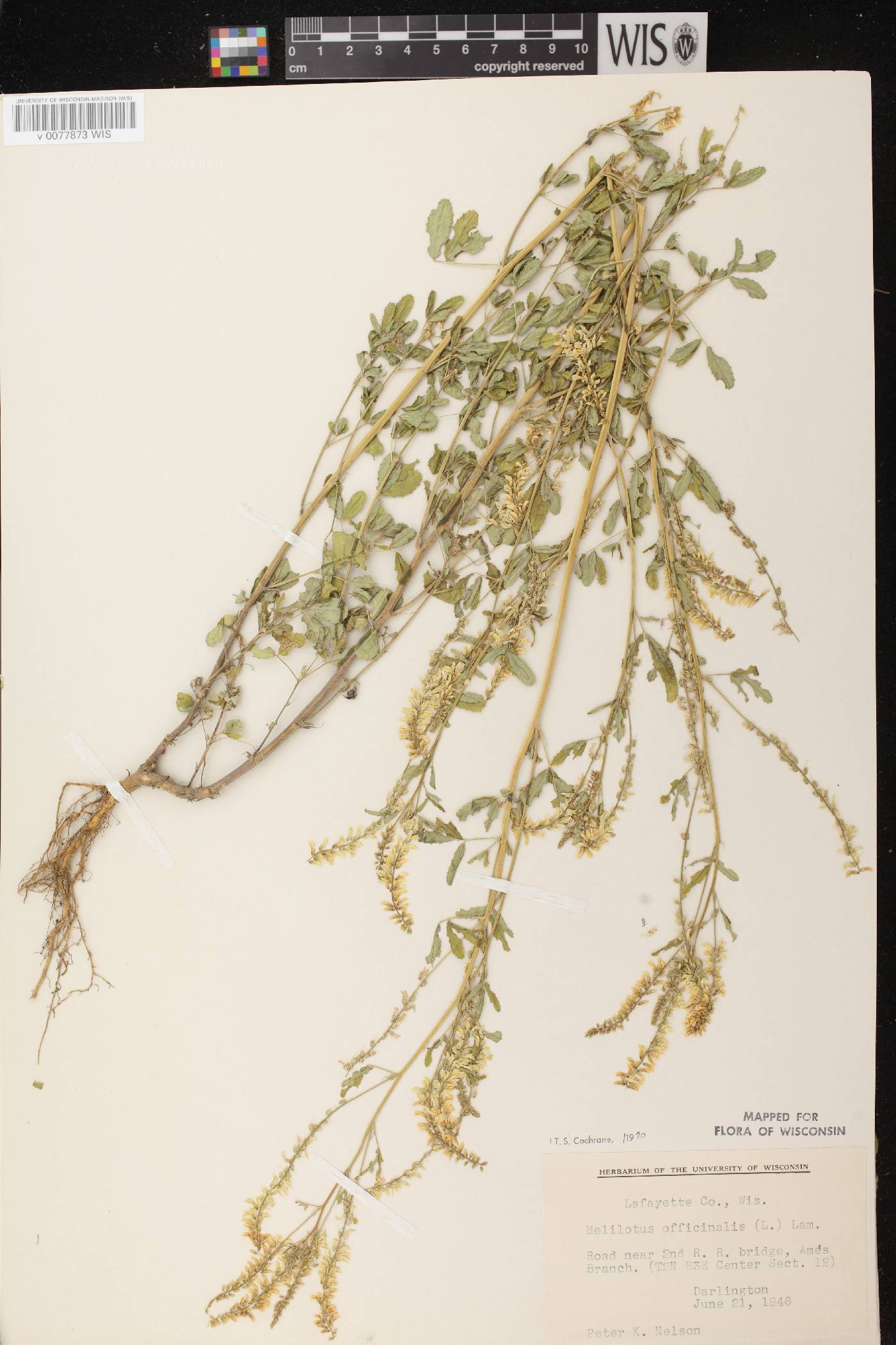 Melilotus officinalis image