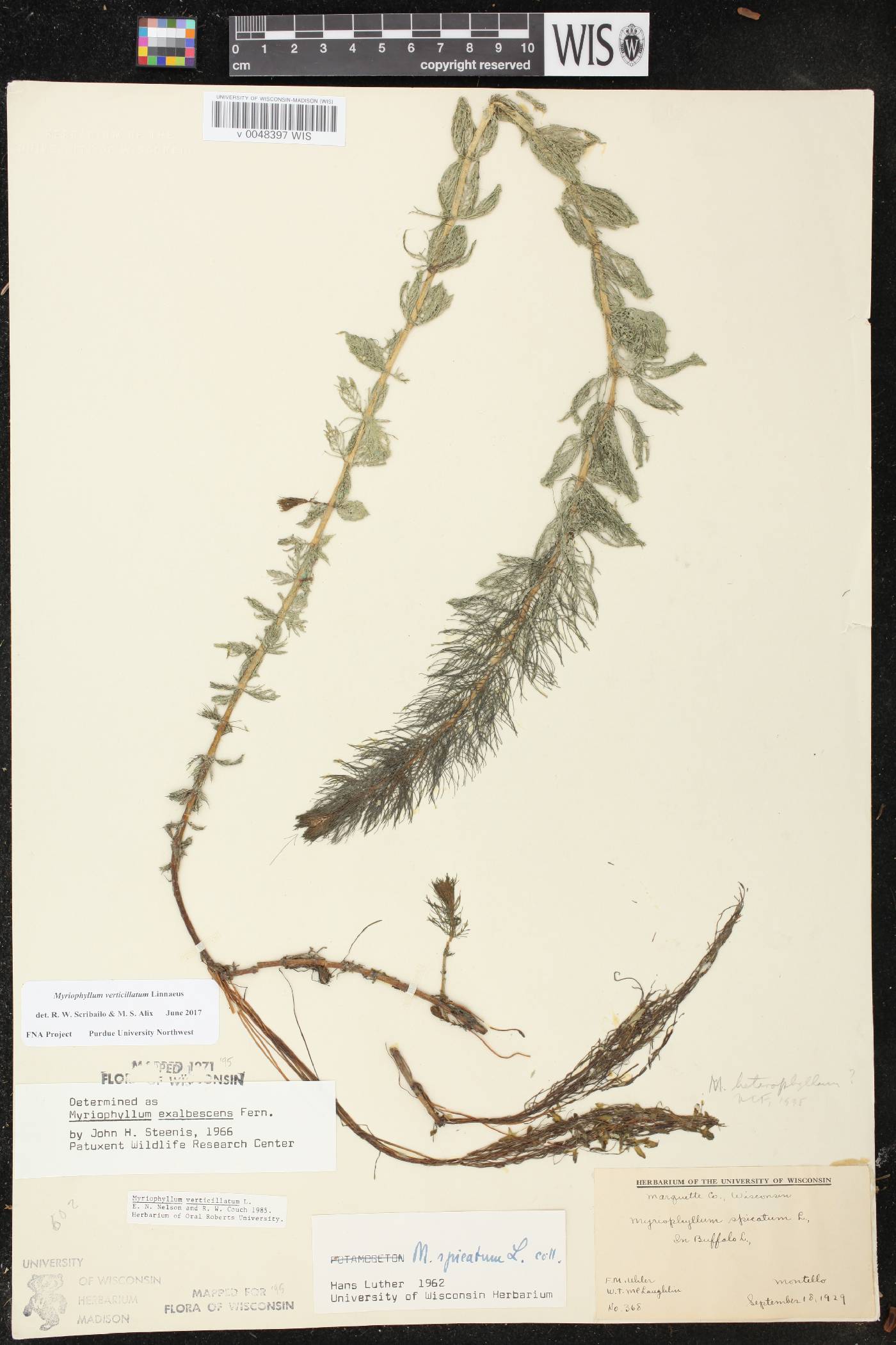 Myriophyllum verticillatum image