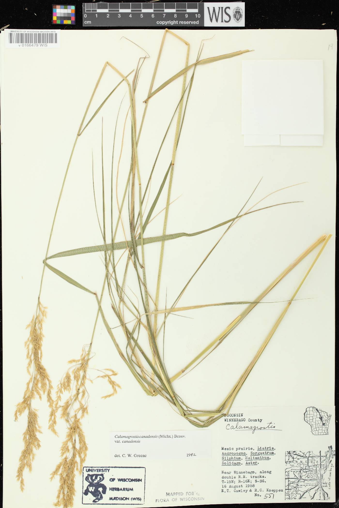 Calamagrostis canadensis var. canadensis image