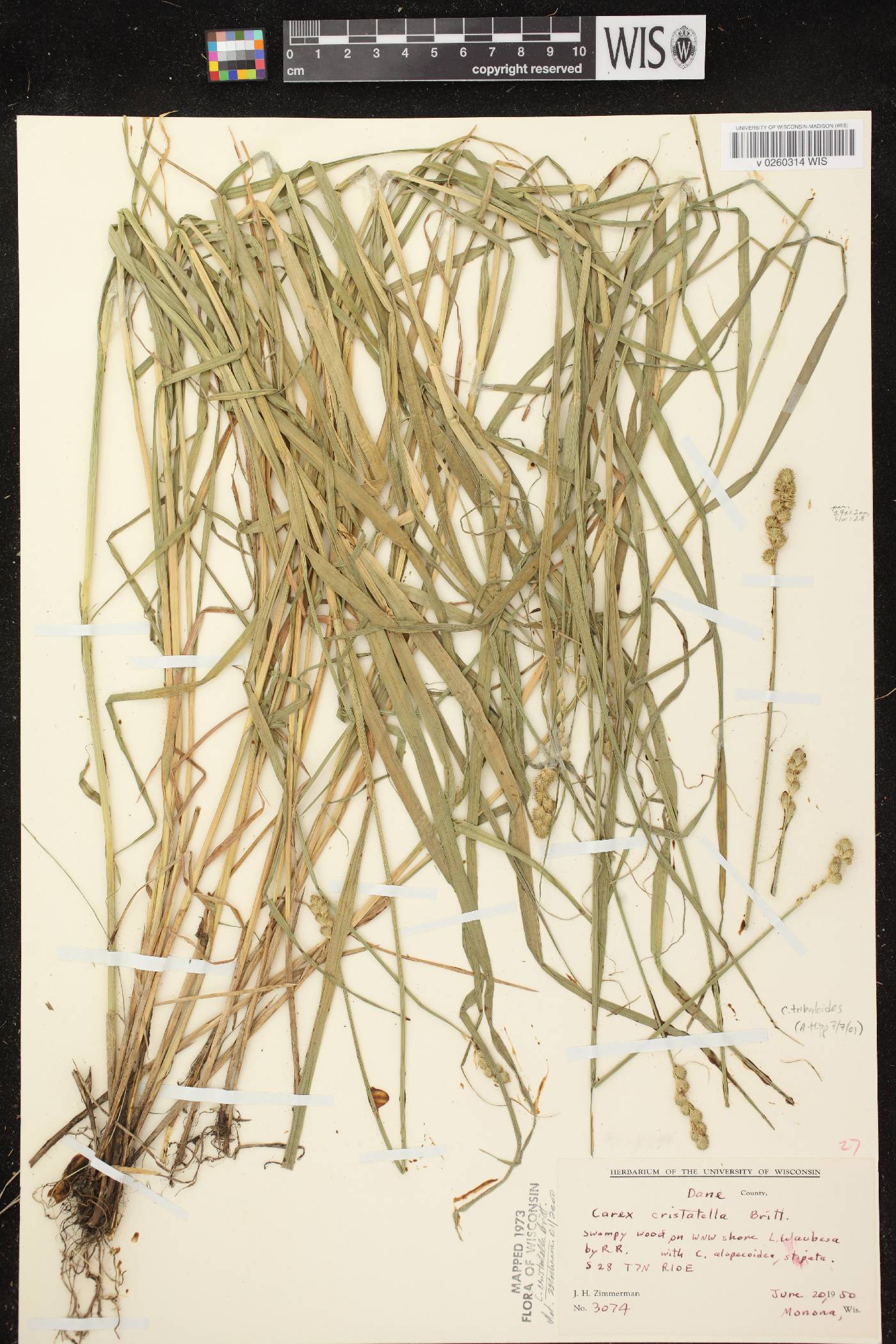Carex tribuloides var. tribuloides image