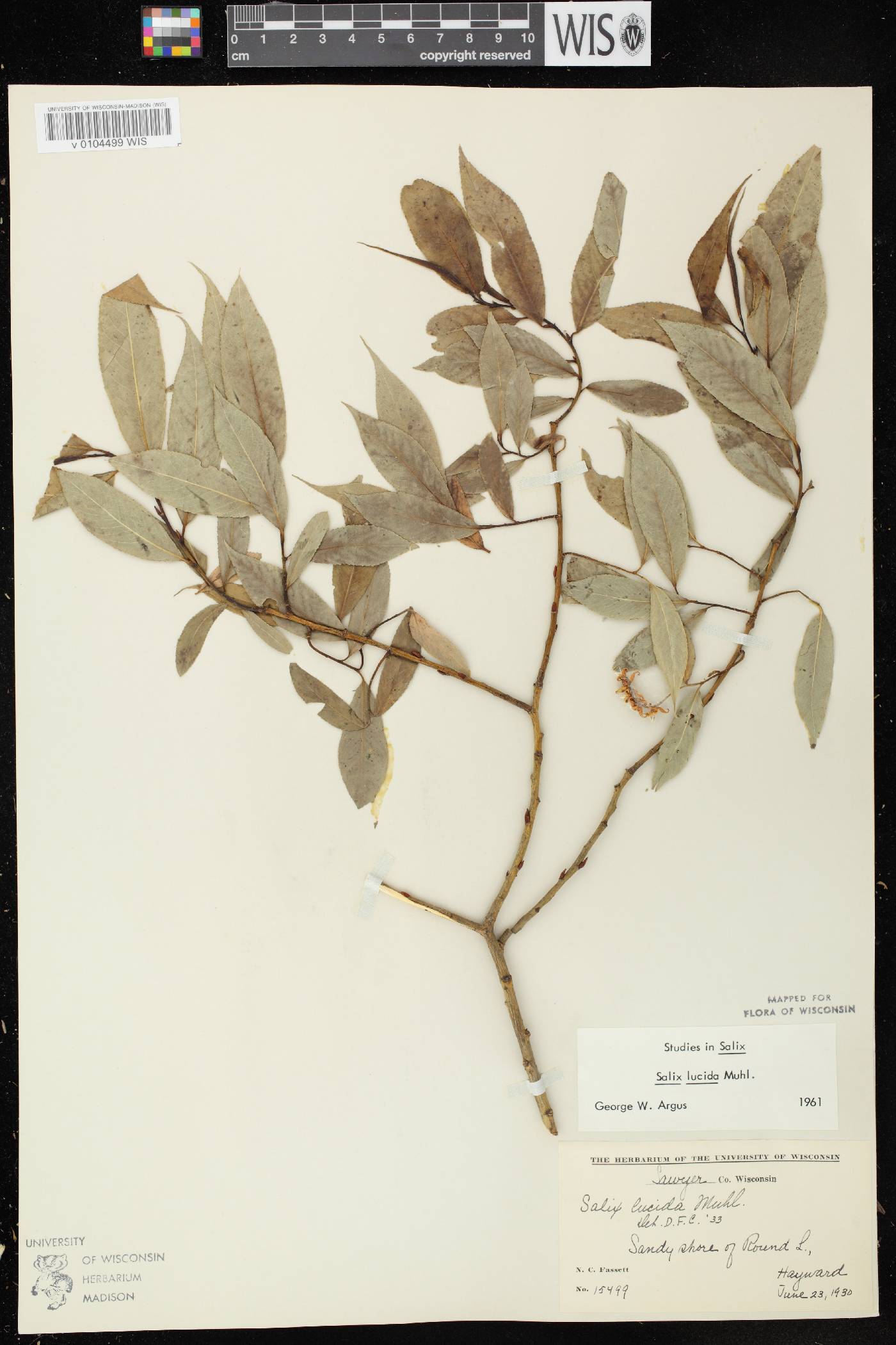 Salix lucida image