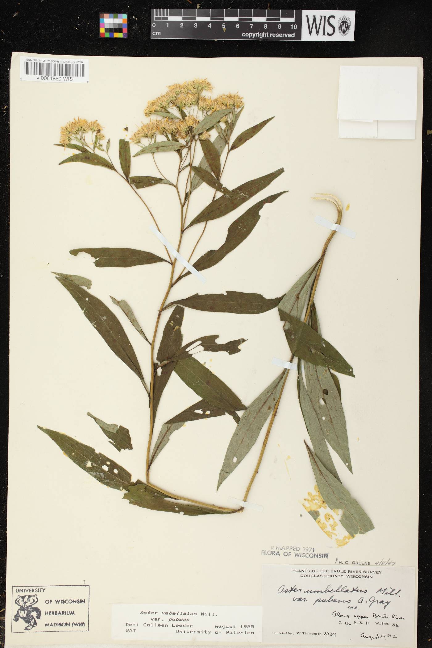 Doellingeria umbellata var. pubens image