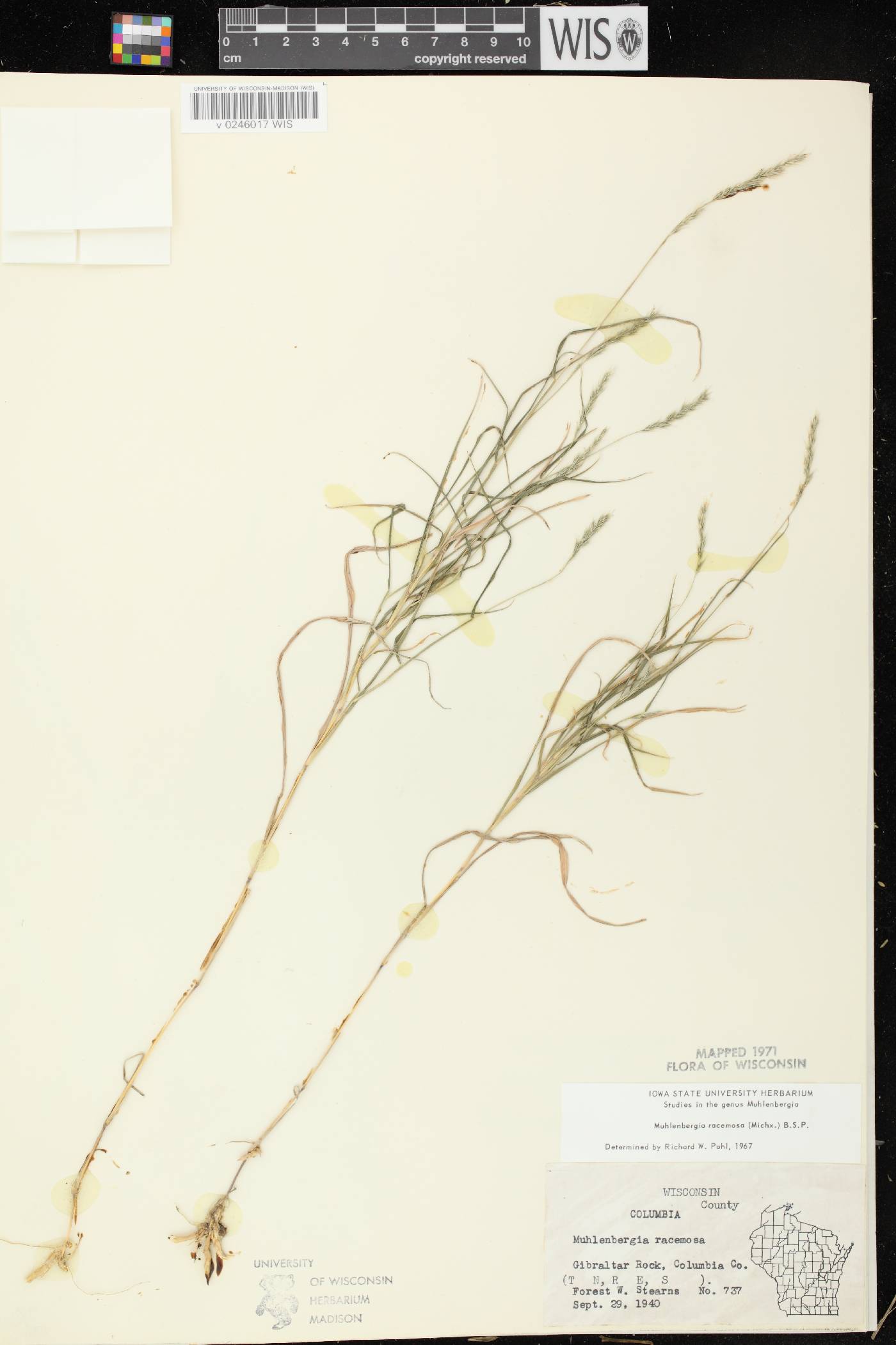 Muhlenbergia racemosa image