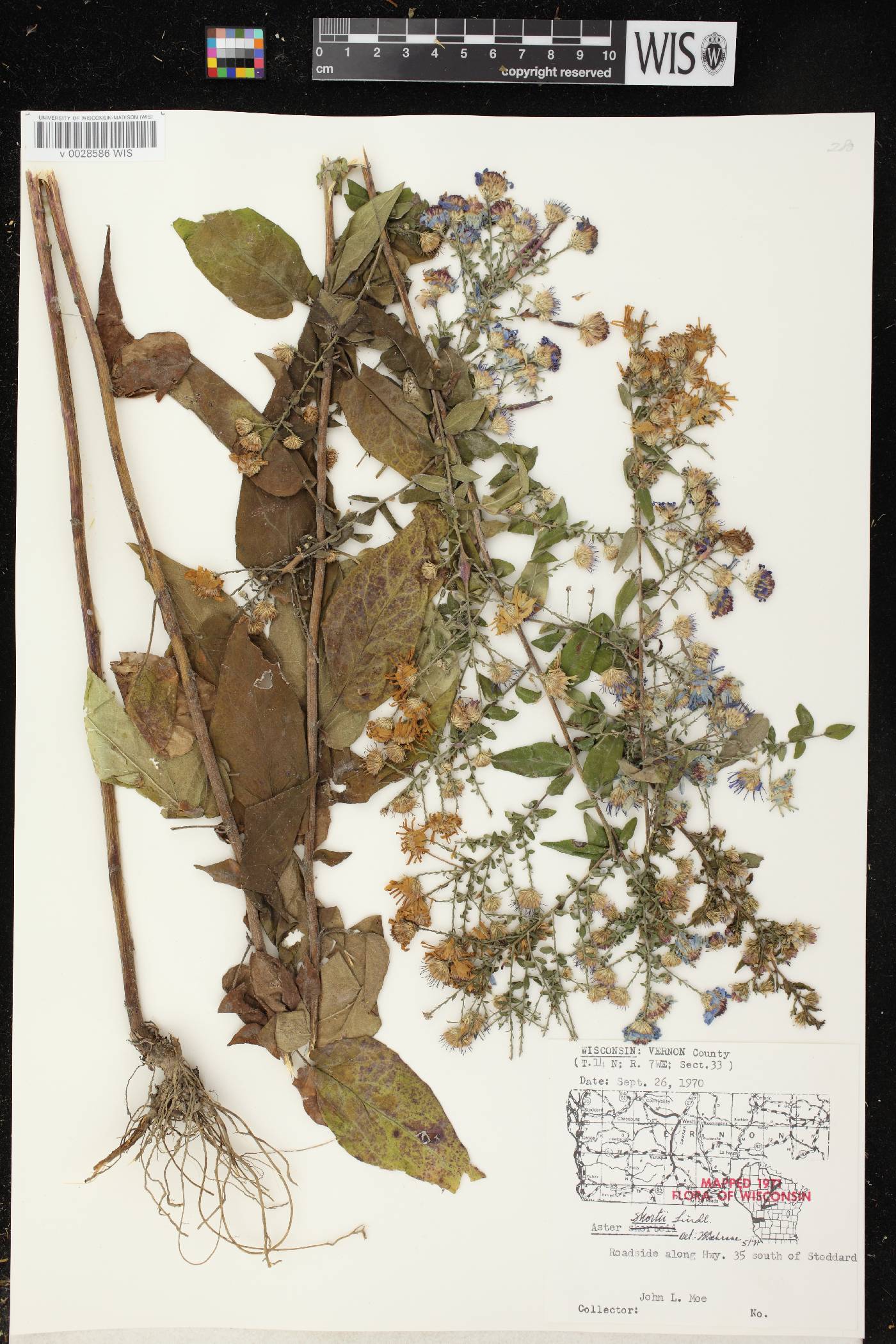 Symphyotrichum shortii image