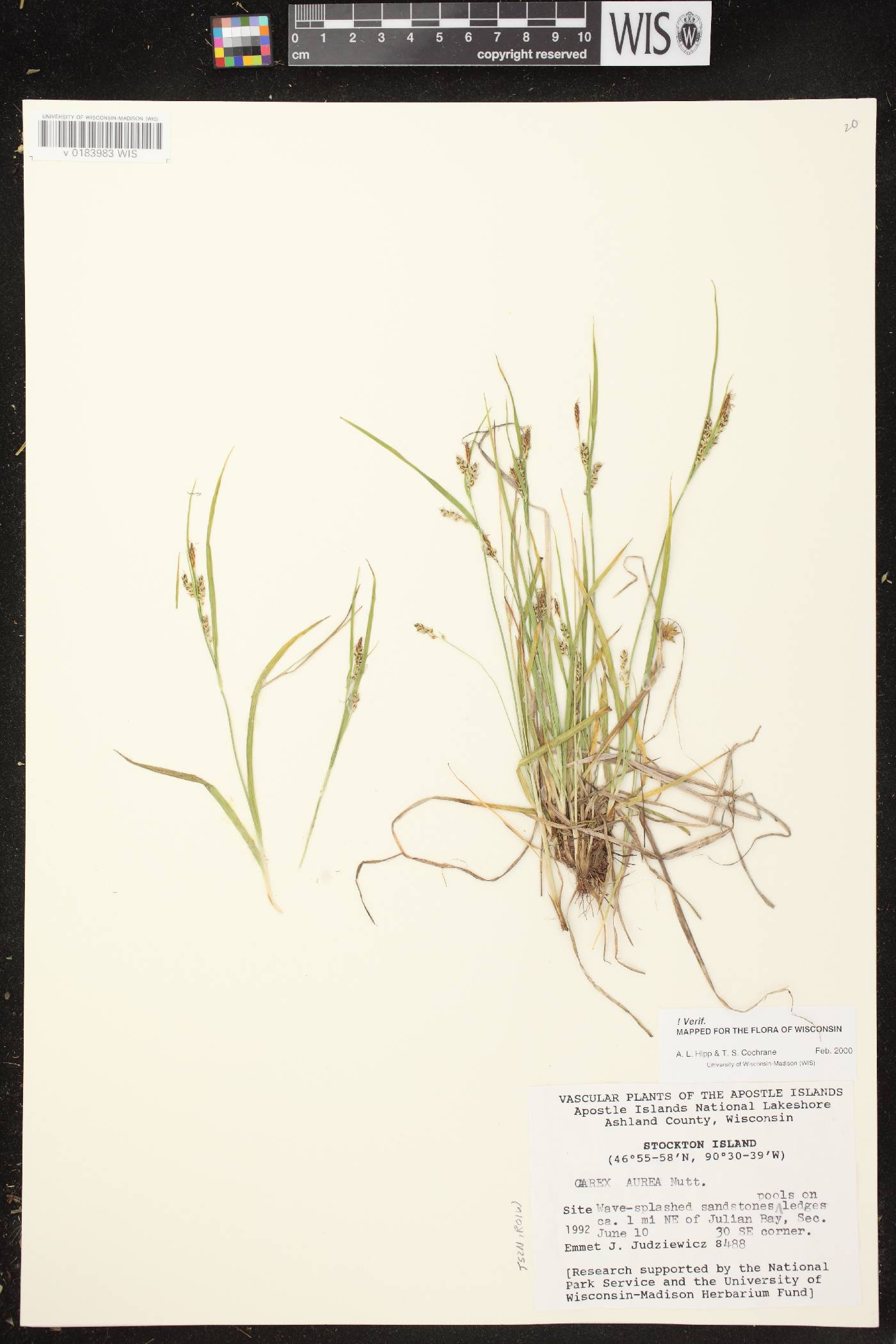 Carex aurea image