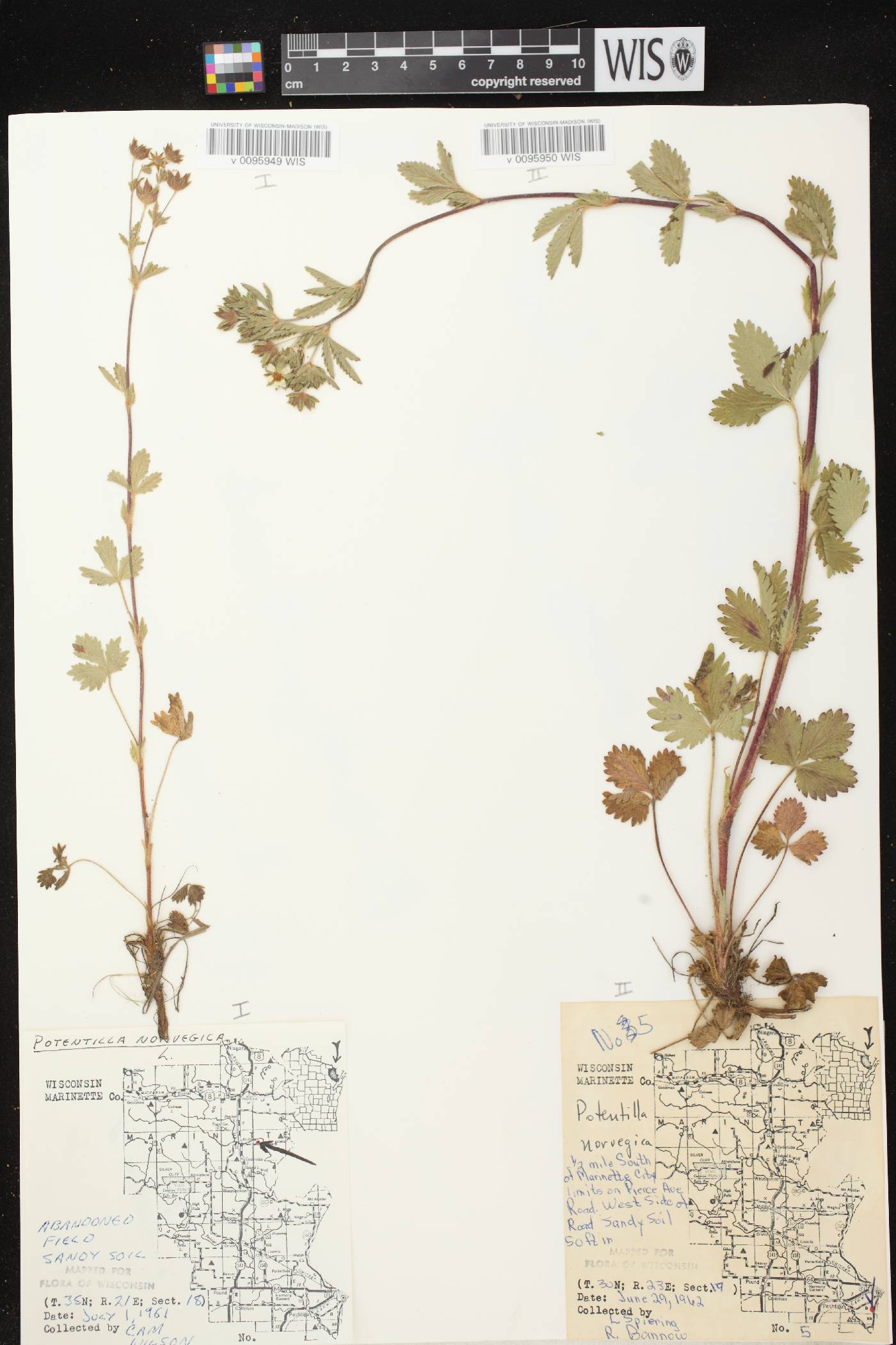 Potentilla norvegica image