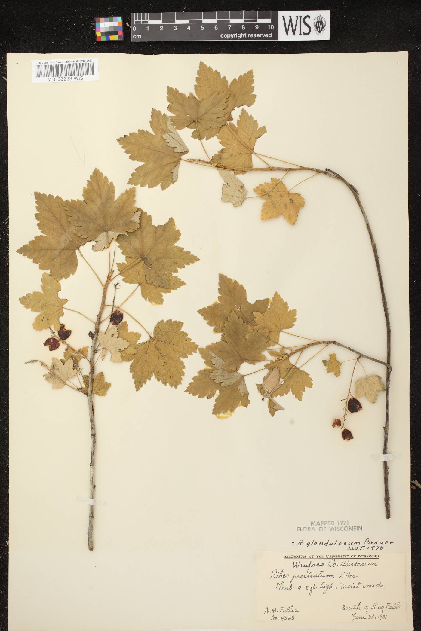 Ribes glandulosum image
