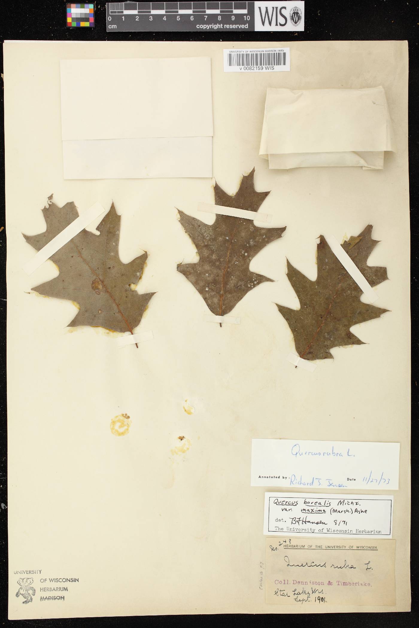Quercus rubra image
