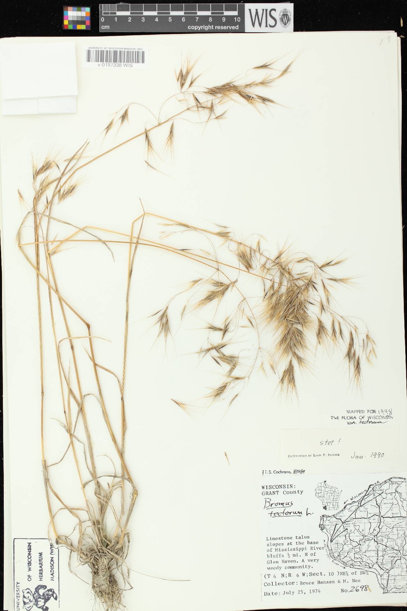 Bromus tectorum image