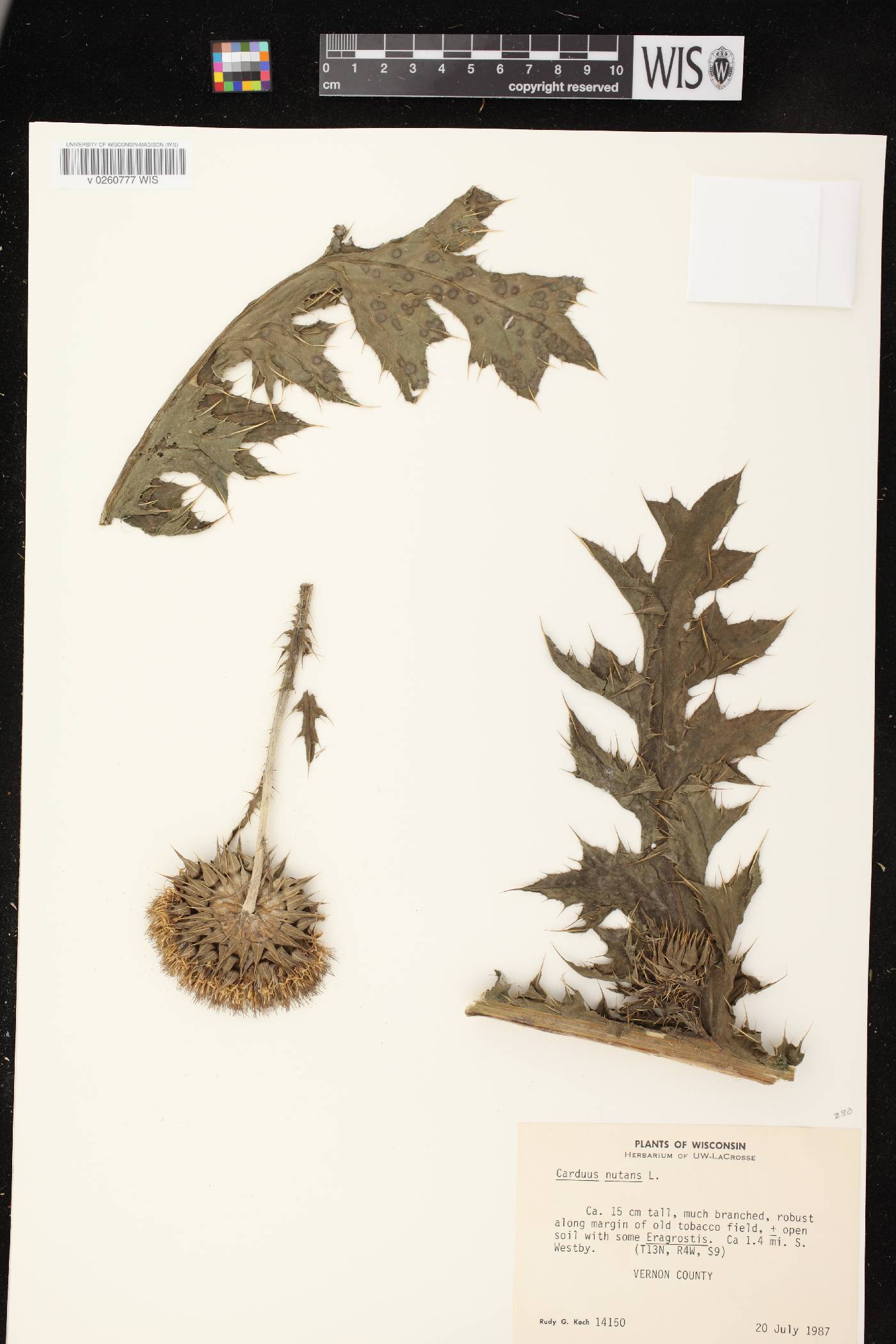 Carduus nutans image