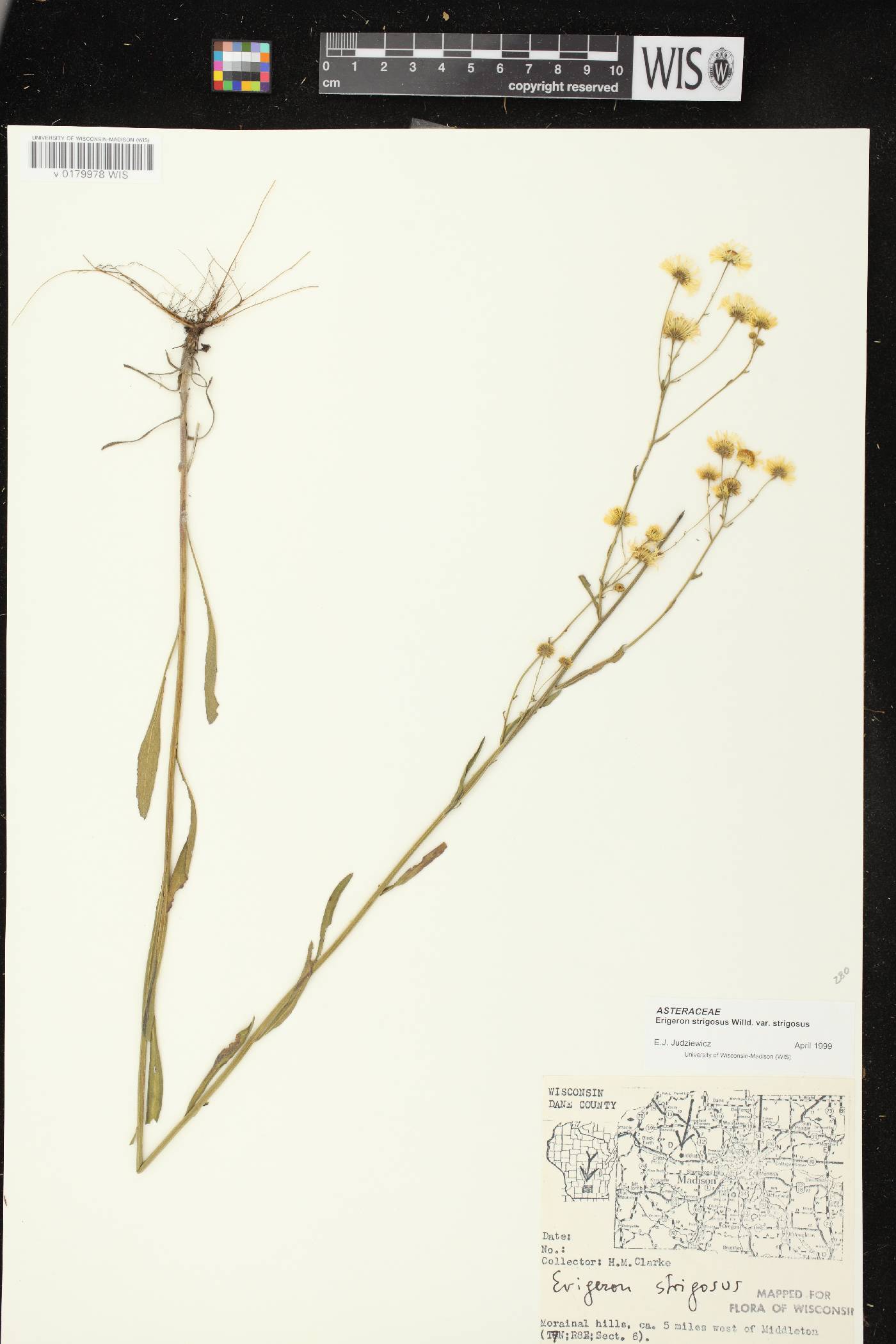 Erigeron strigosus image