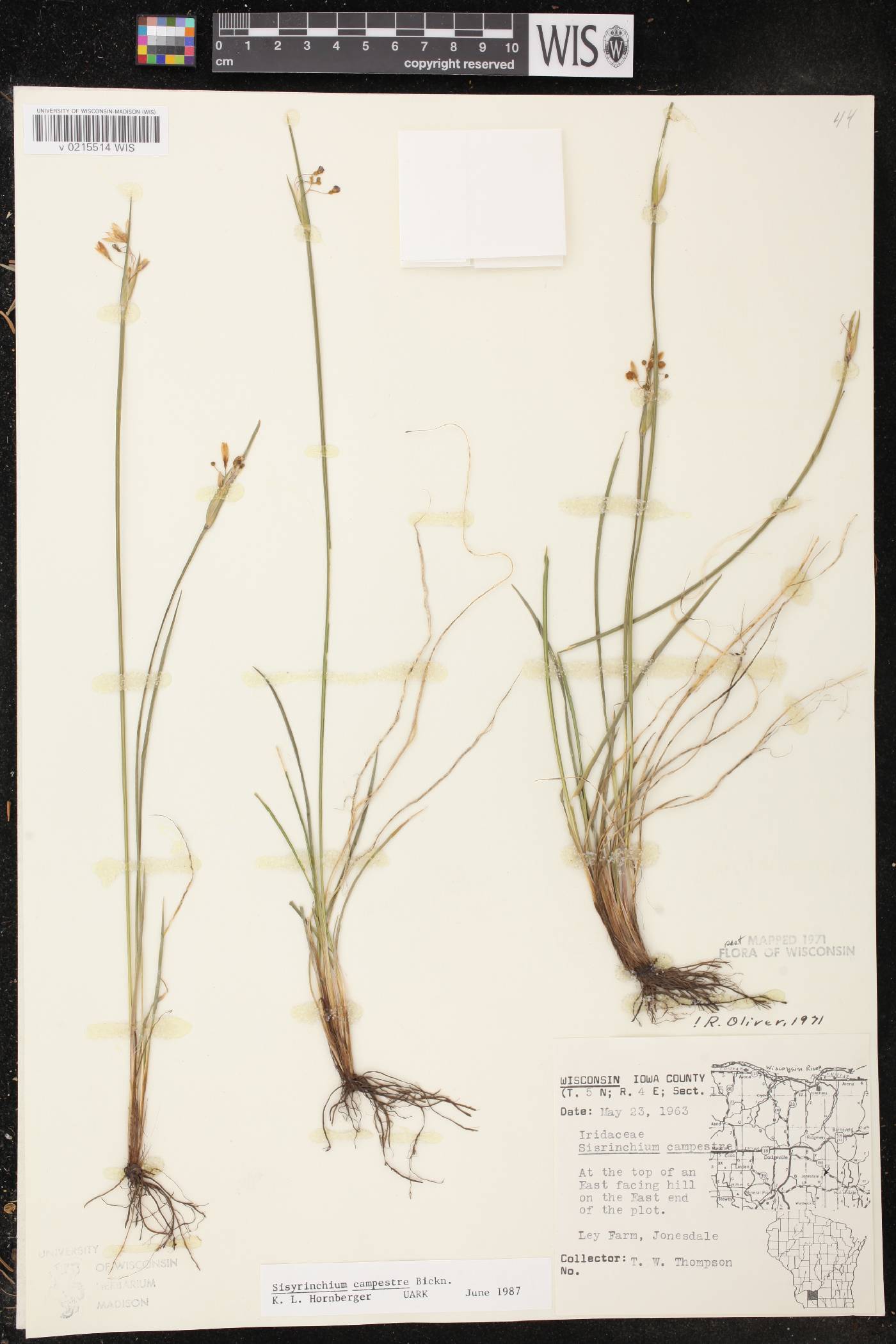 Sisyrinchium campestre image