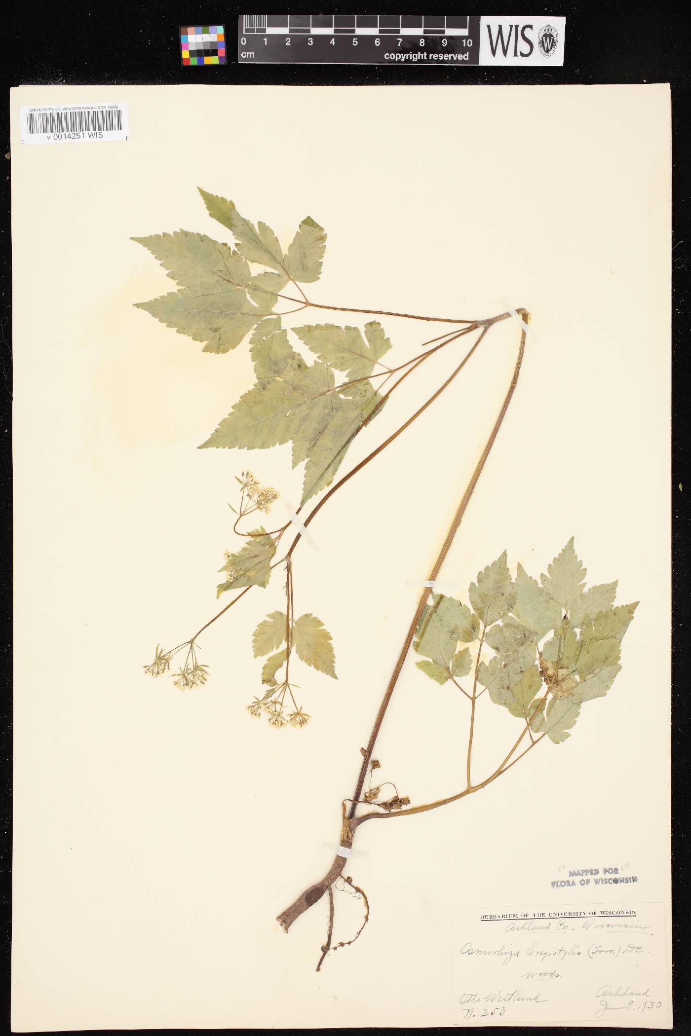 Osmorhiza longistylis image