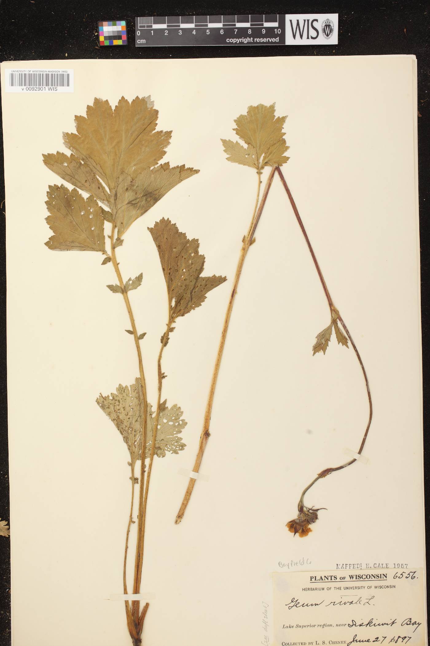 Geum rivale image