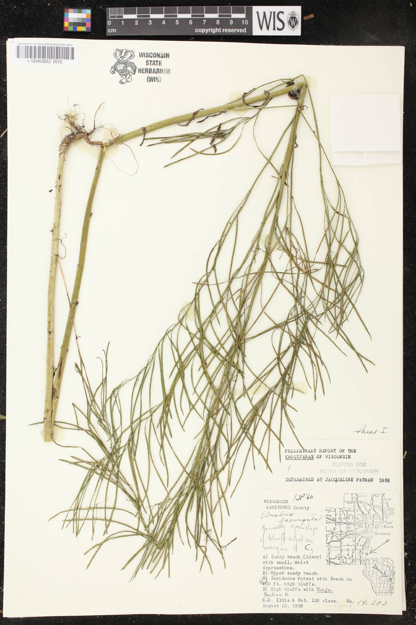 Boechera laevigata image