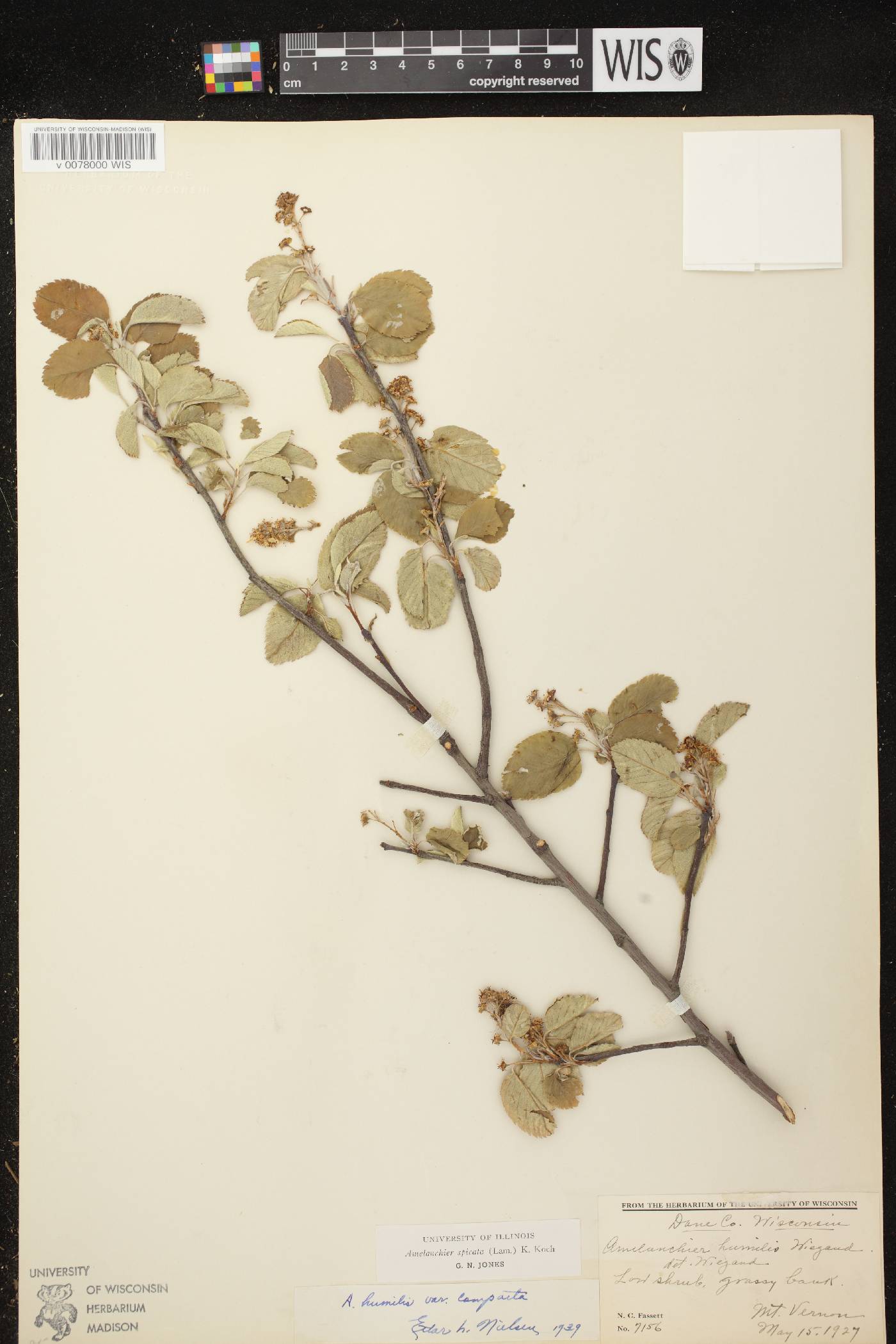 Amelanchier spicata image