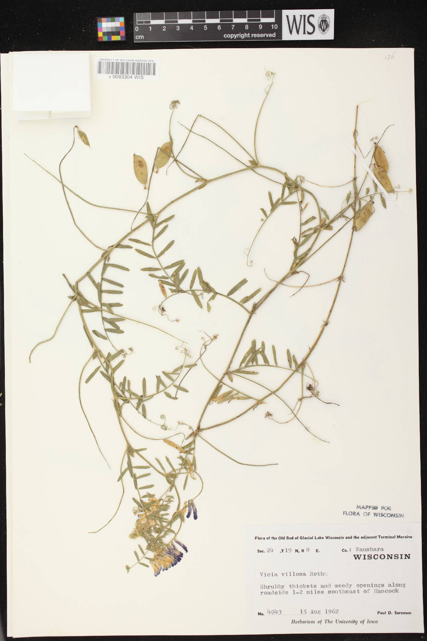 Vicia villosa image