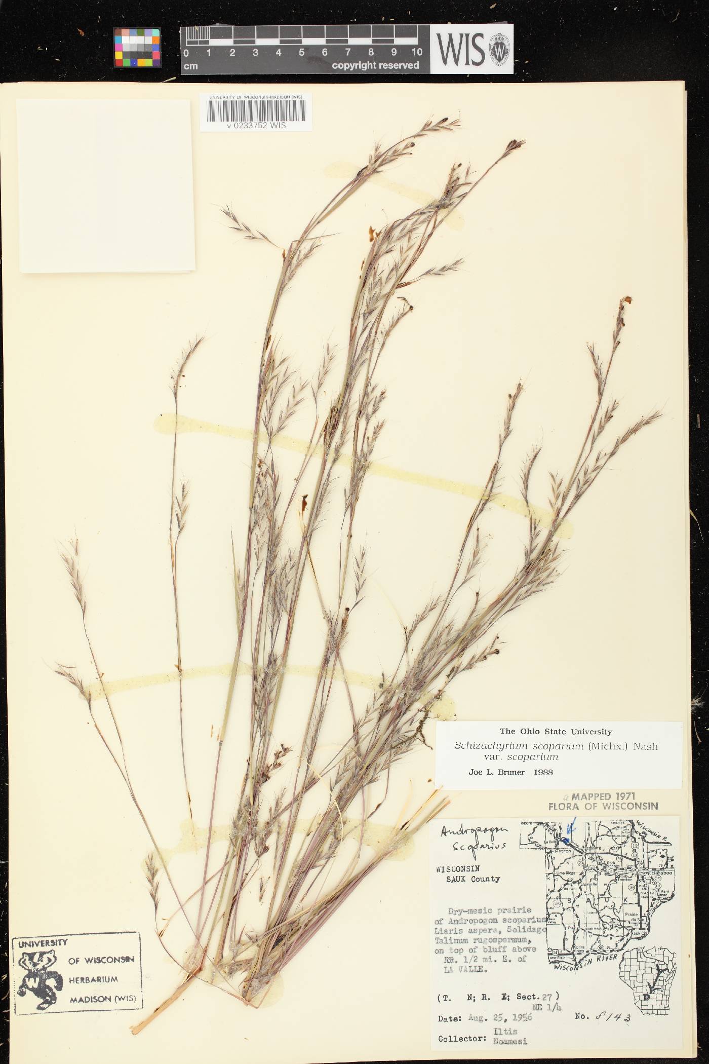 Schizachyrium scoparium var. scoparium image