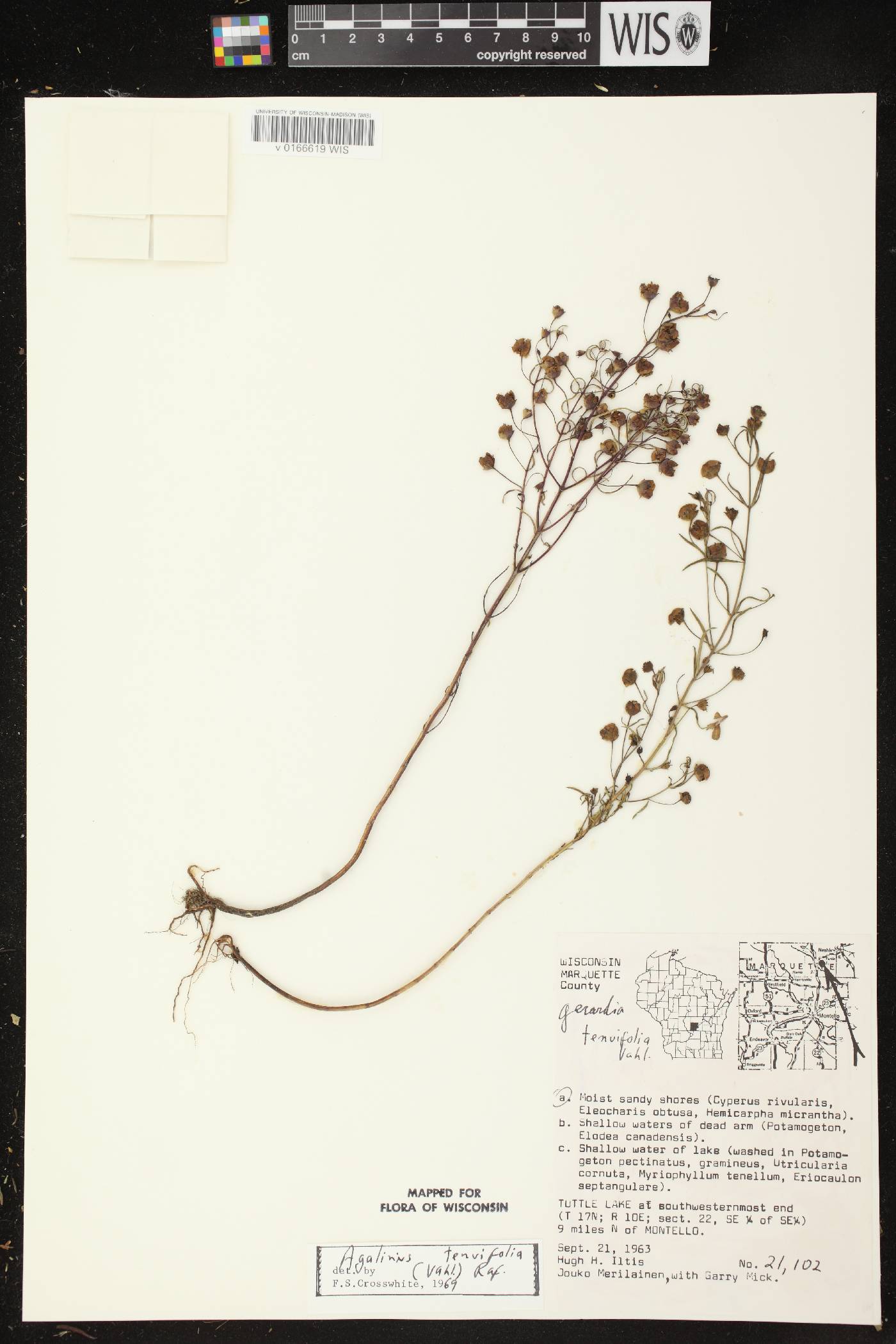 Agalinis tenuifolia image
