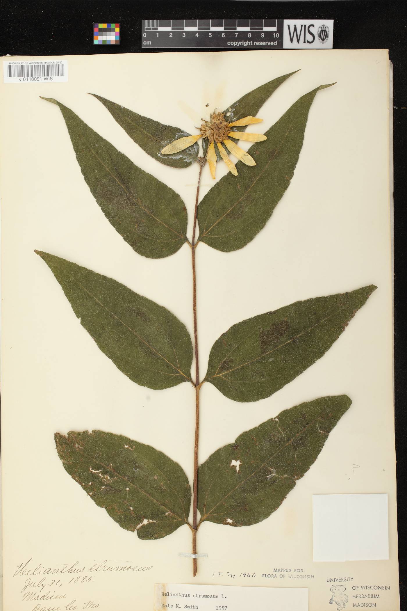 Helianthus strumosus image