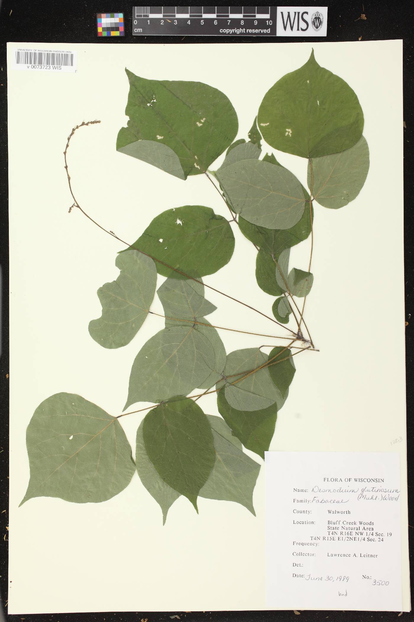 Hylodesmum glutinosum image