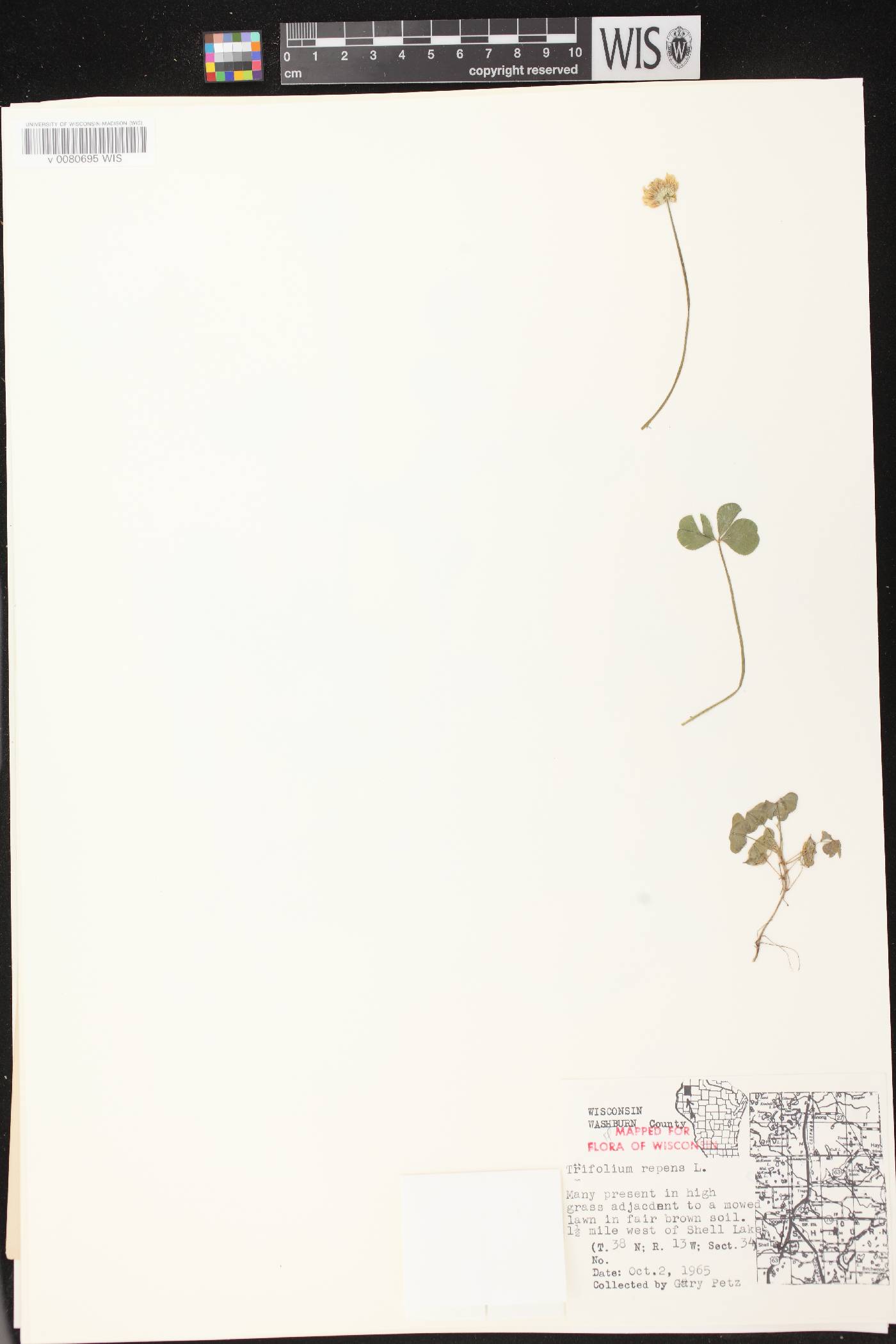 Trifolium repens image