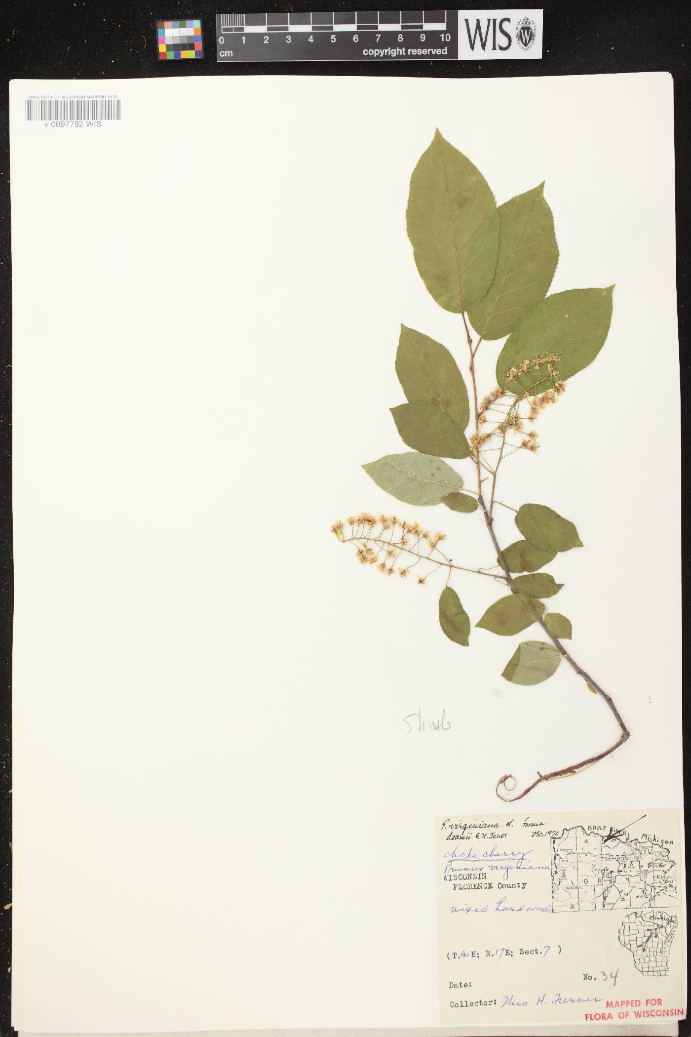 Prunus virginiana image
