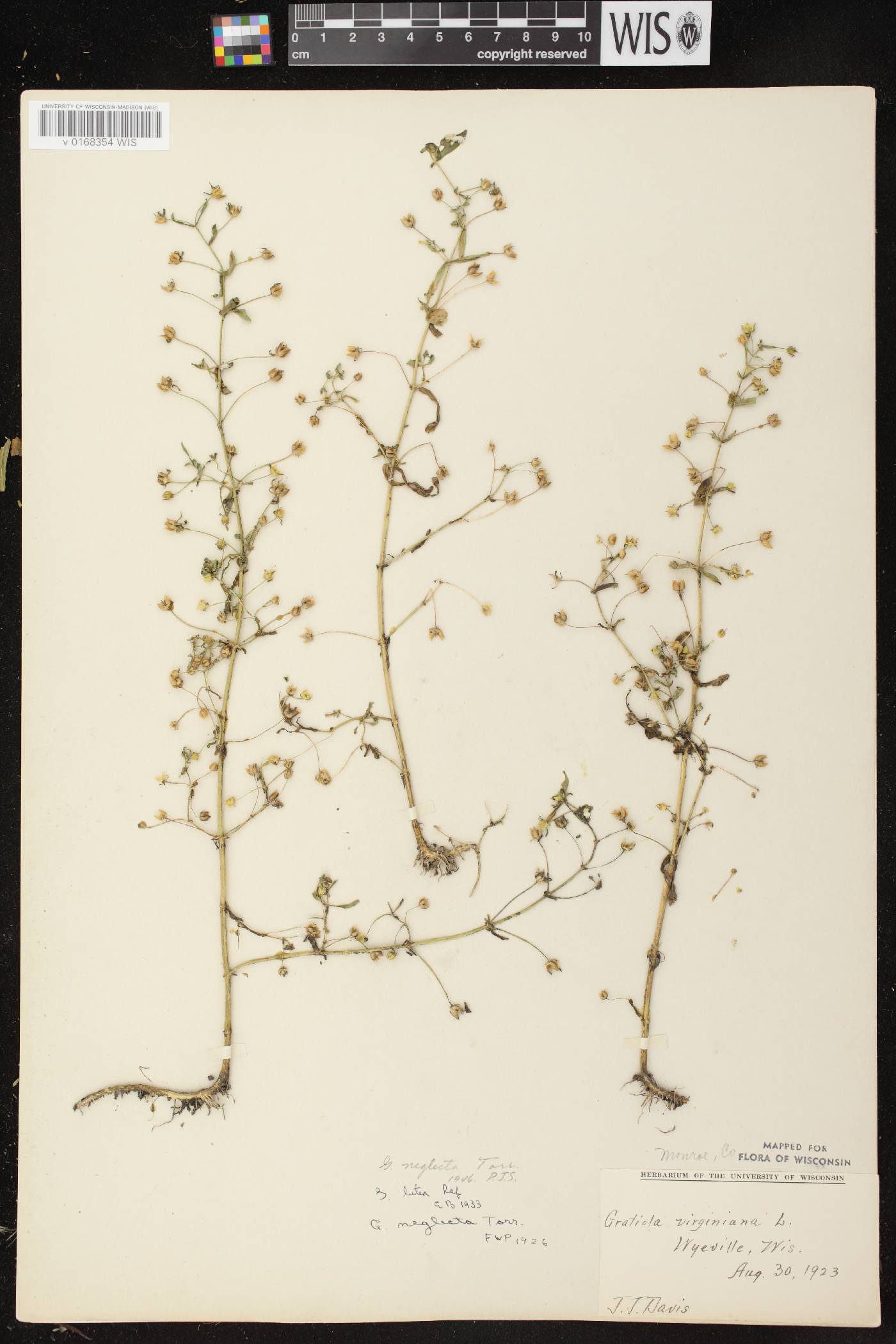 Gratiola neglecta image