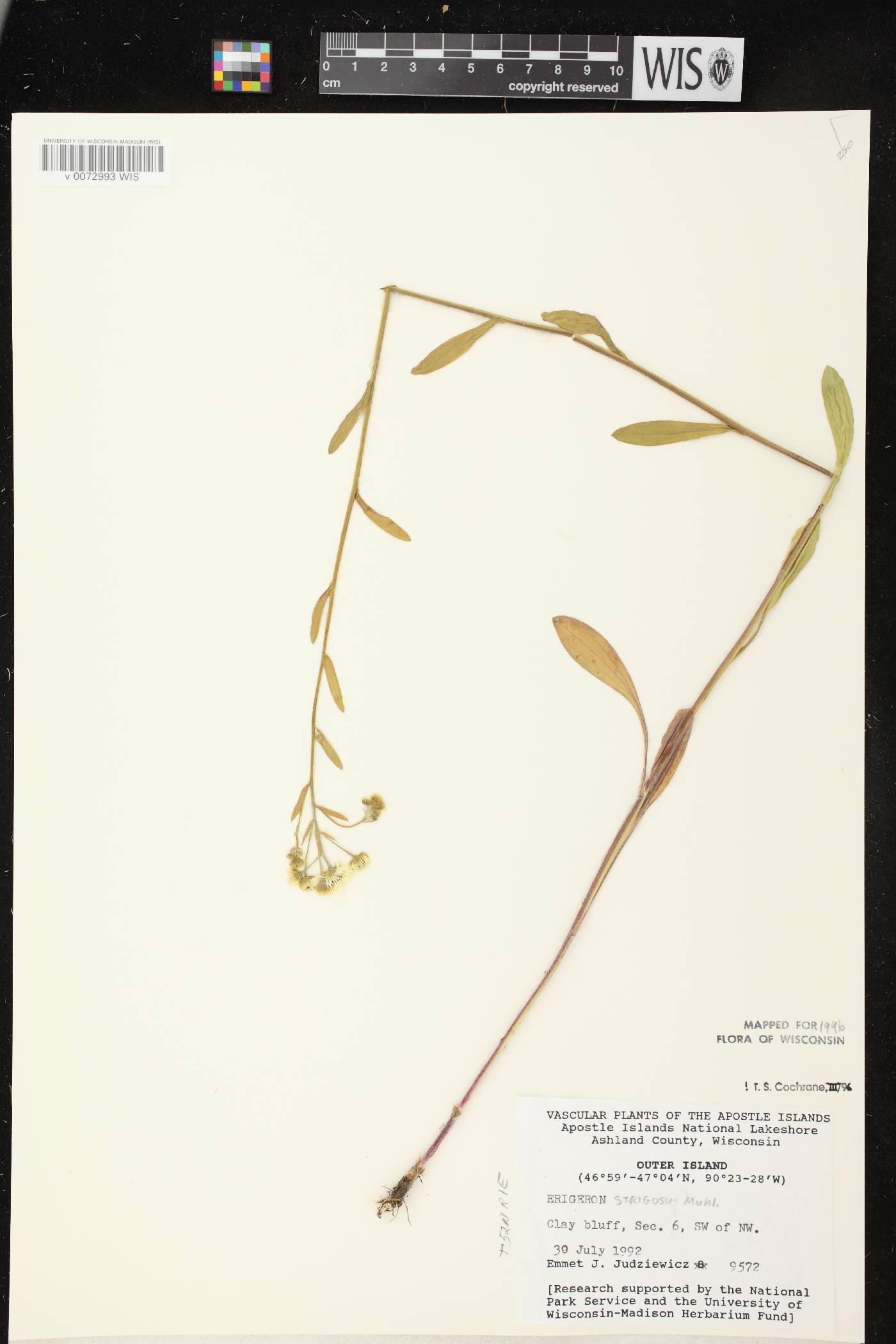 Erigeron strigosus image