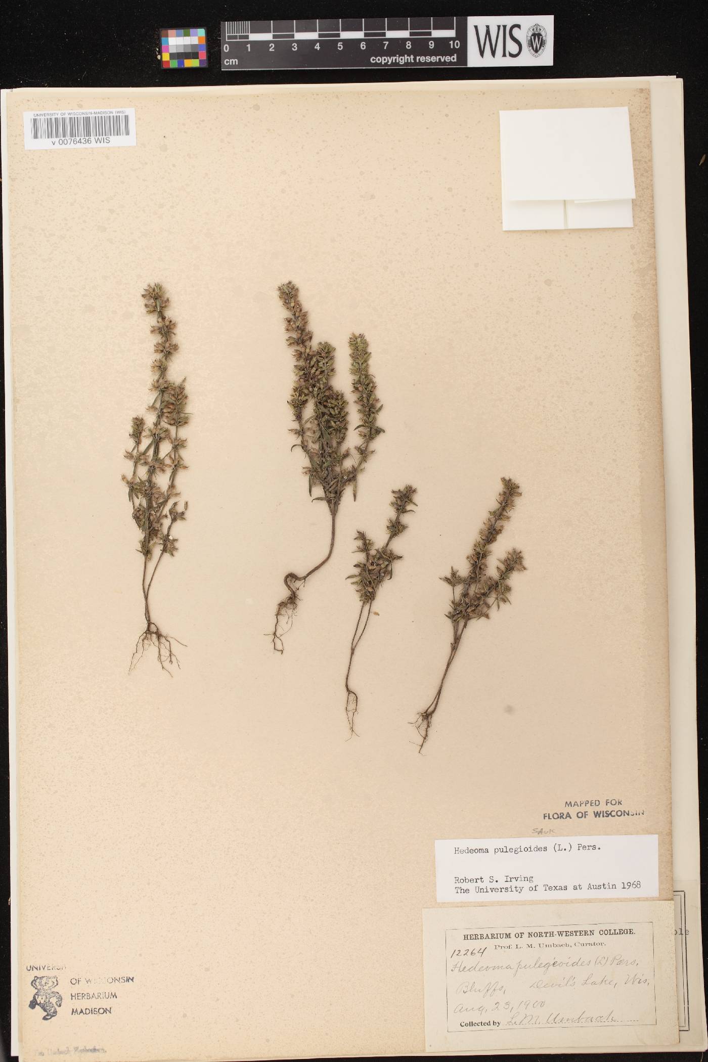 Hedeoma pulegioides image