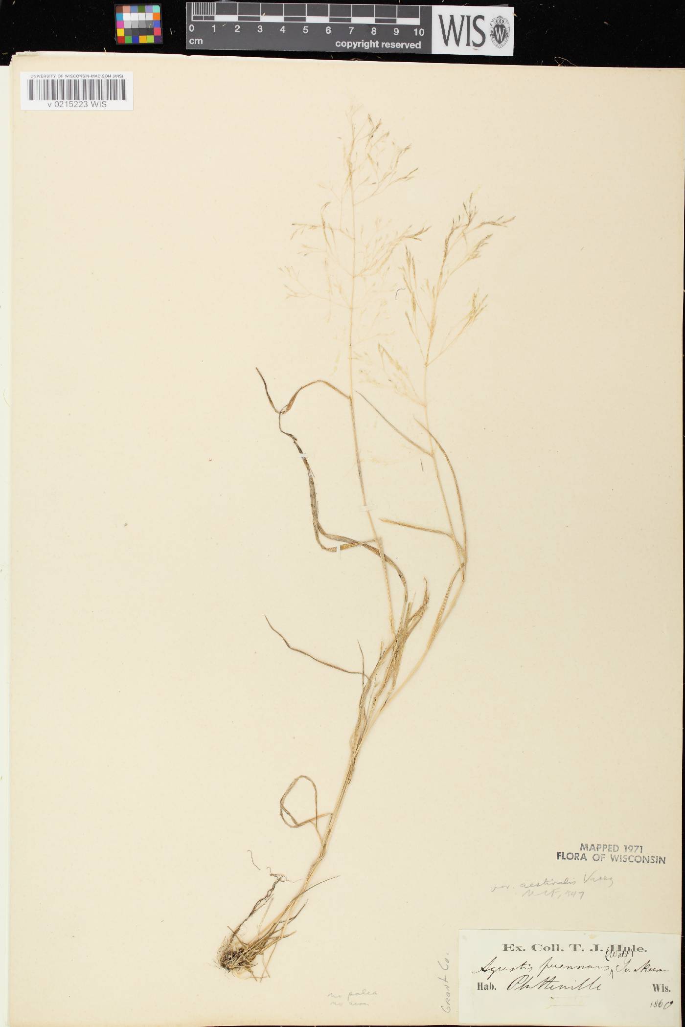 Agrostis perennans image