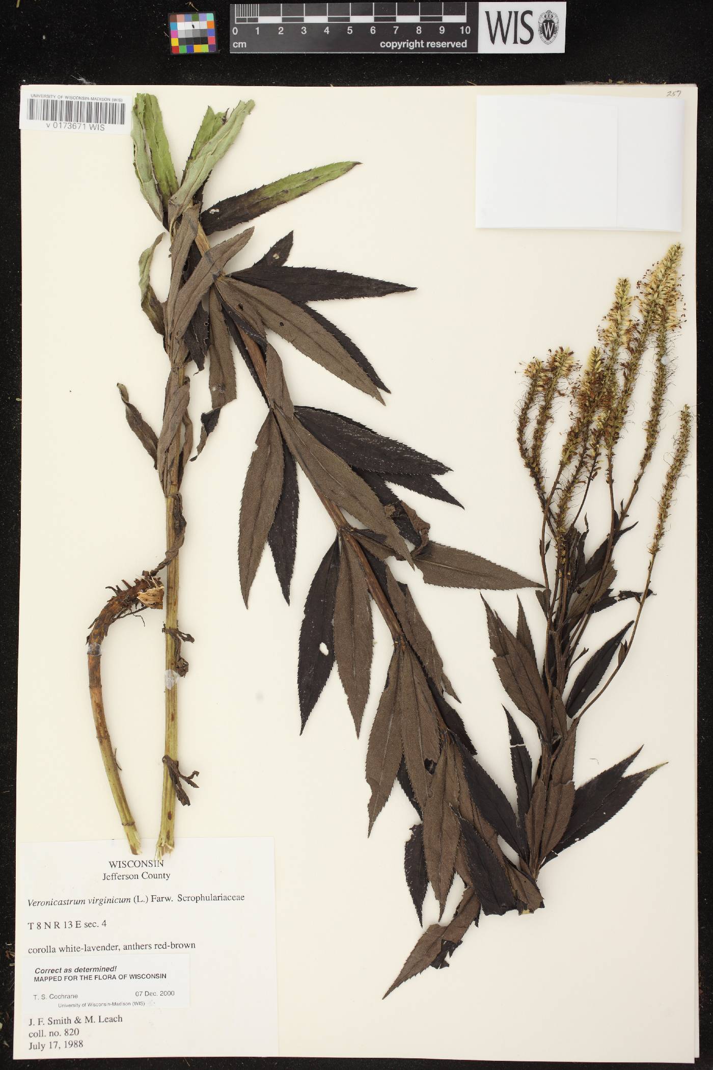 Veronicastrum virginicum image