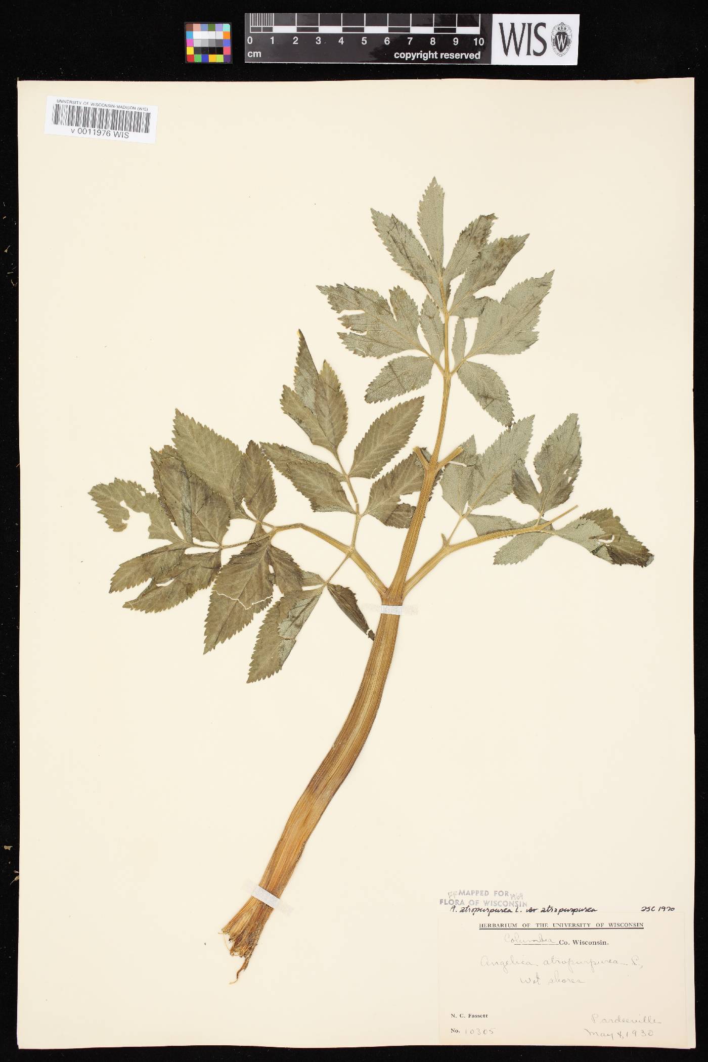 Angelica atropurpurea var. atropurpurea image