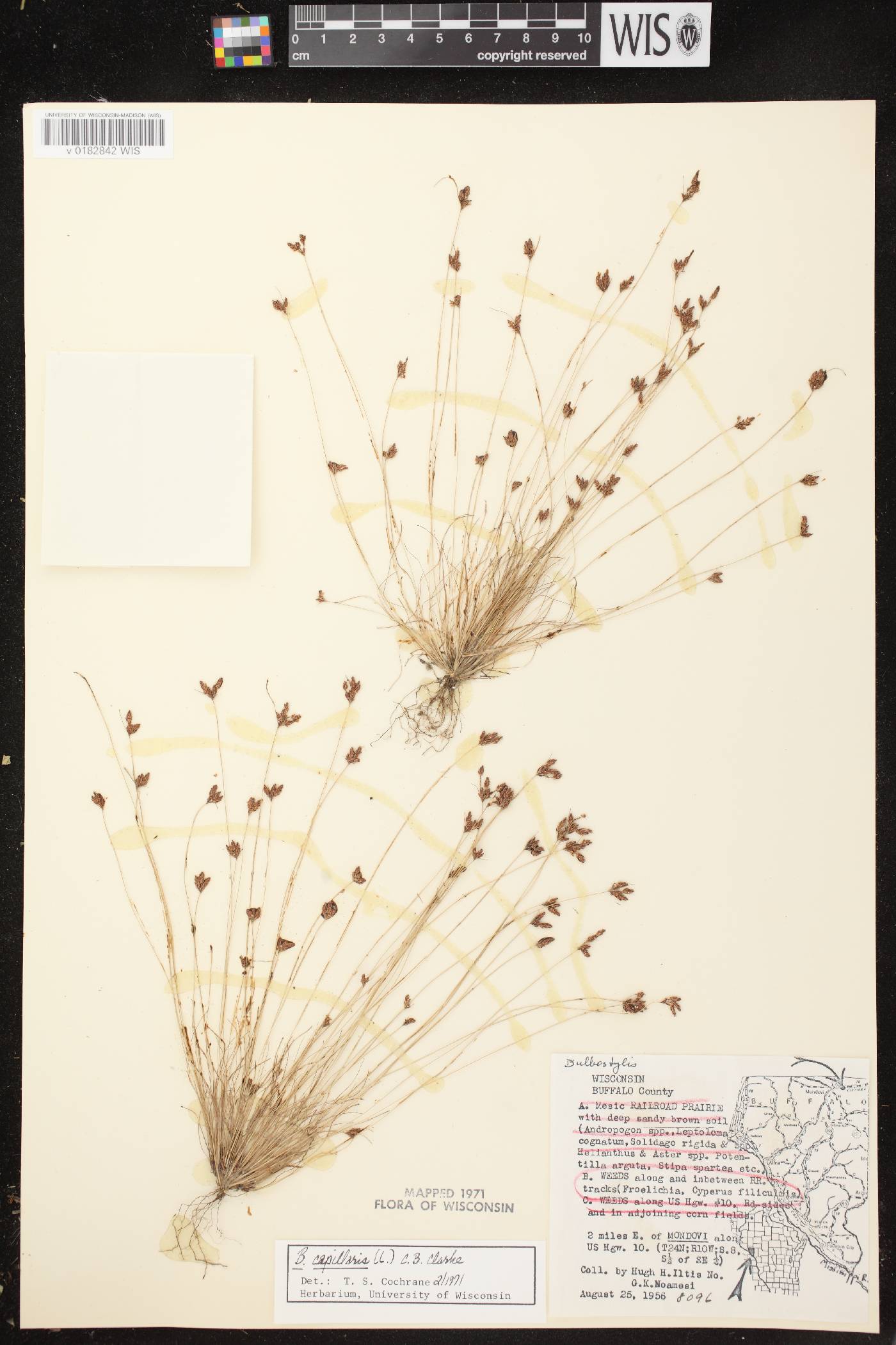 Bulbostylis capillaris image