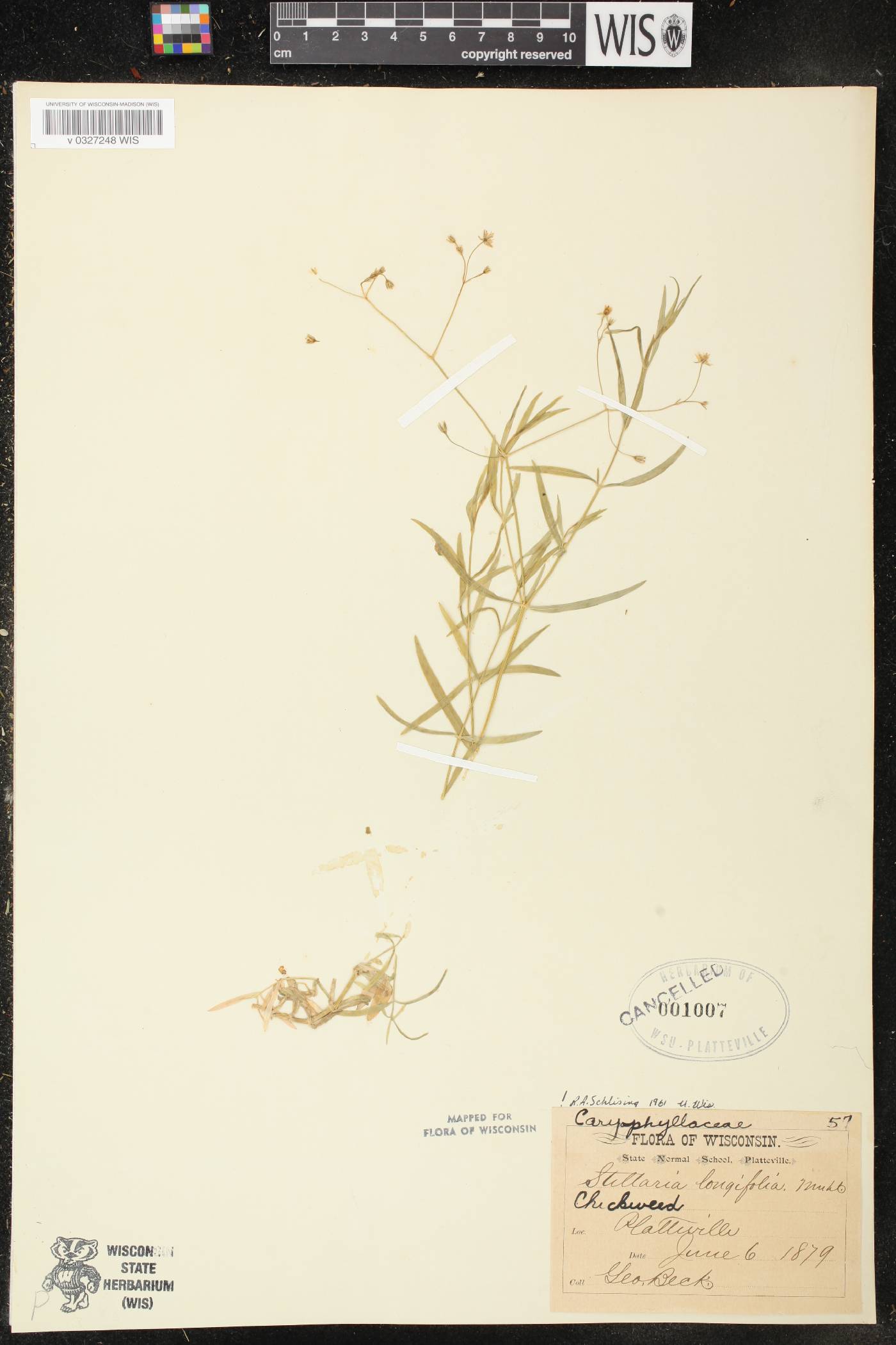 Stellaria longifolia image