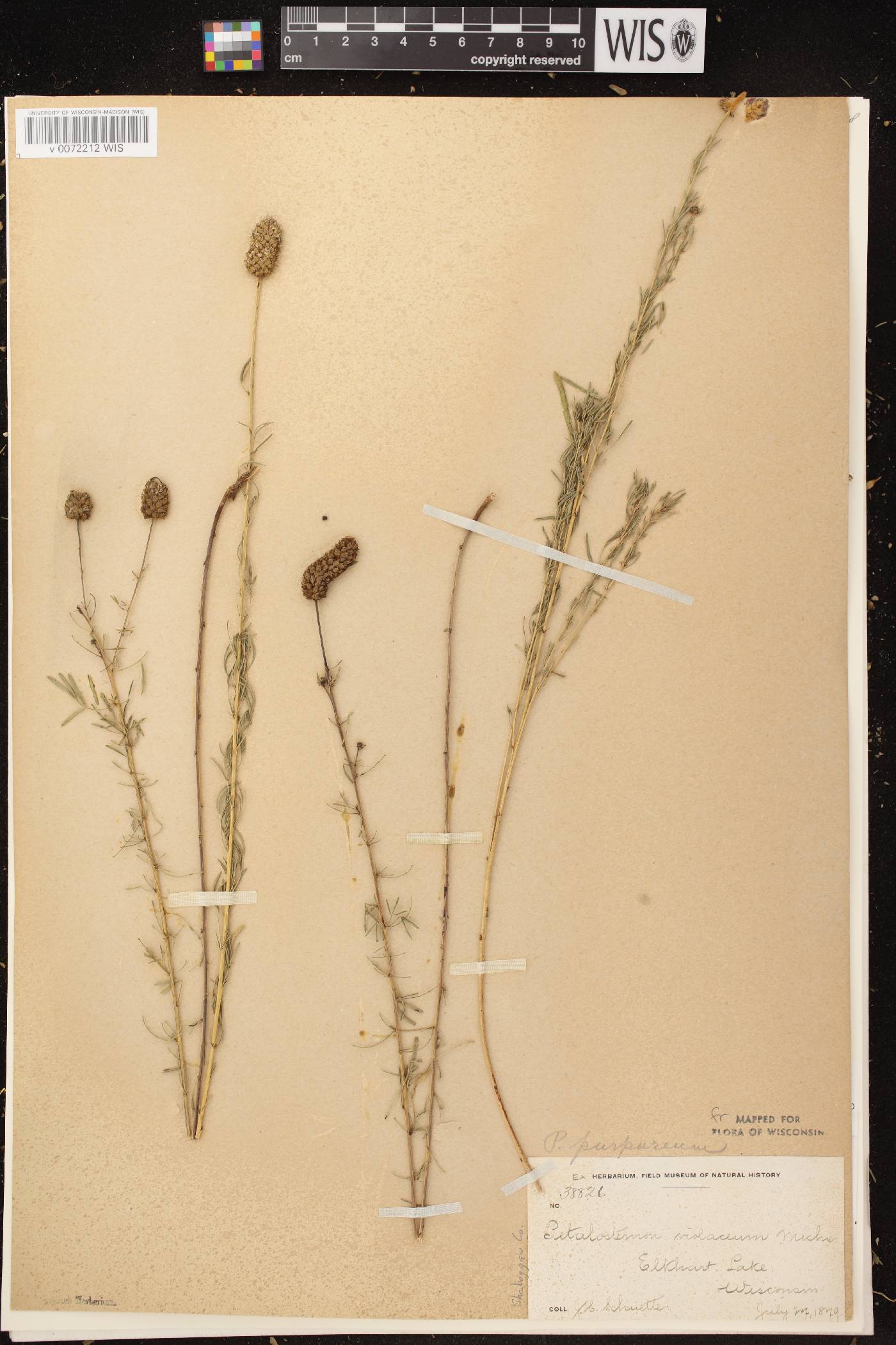 Dalea purpurea var. purpurea image