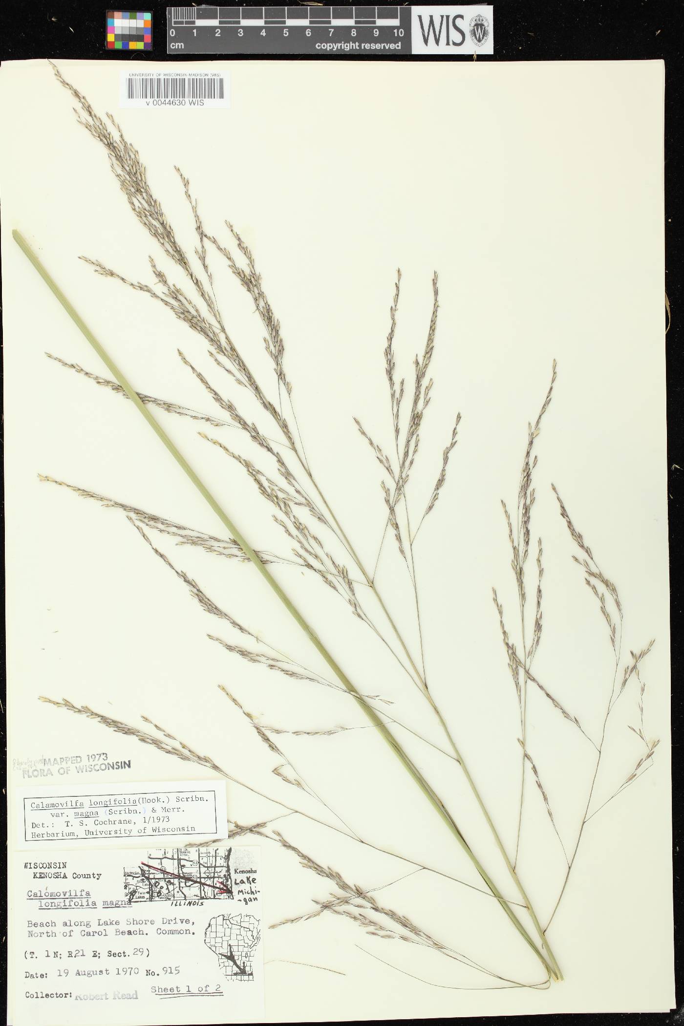 Calamovilfa longifolia image