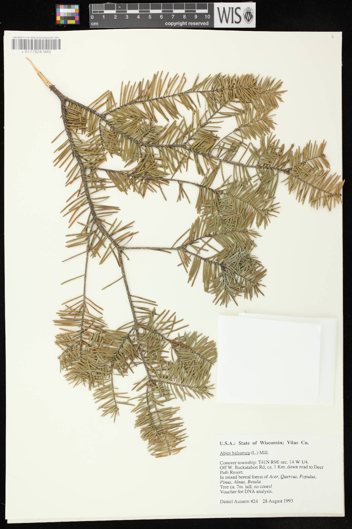 Abies balsamea image