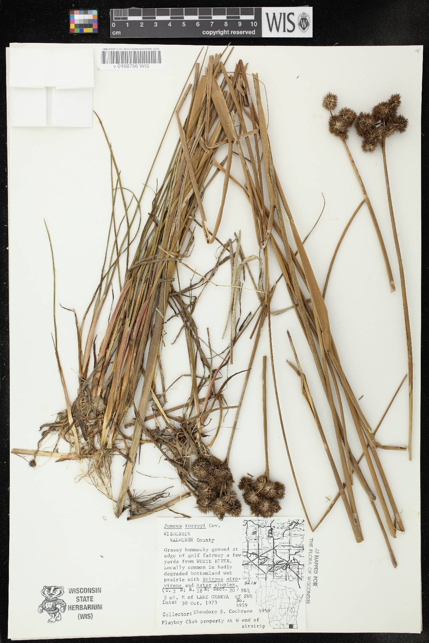 Juncus torreyi image