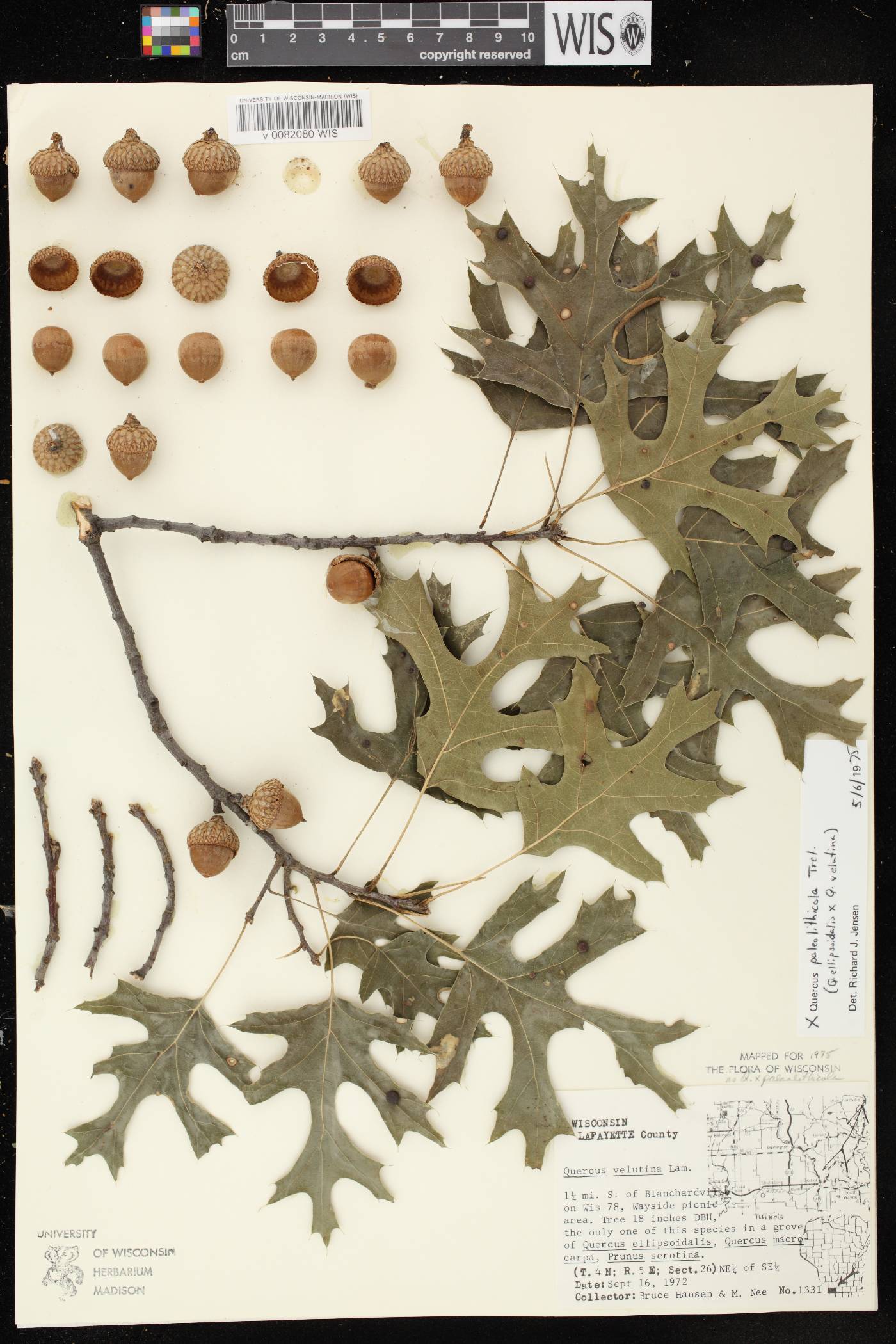 Quercus x palaeolithicola image