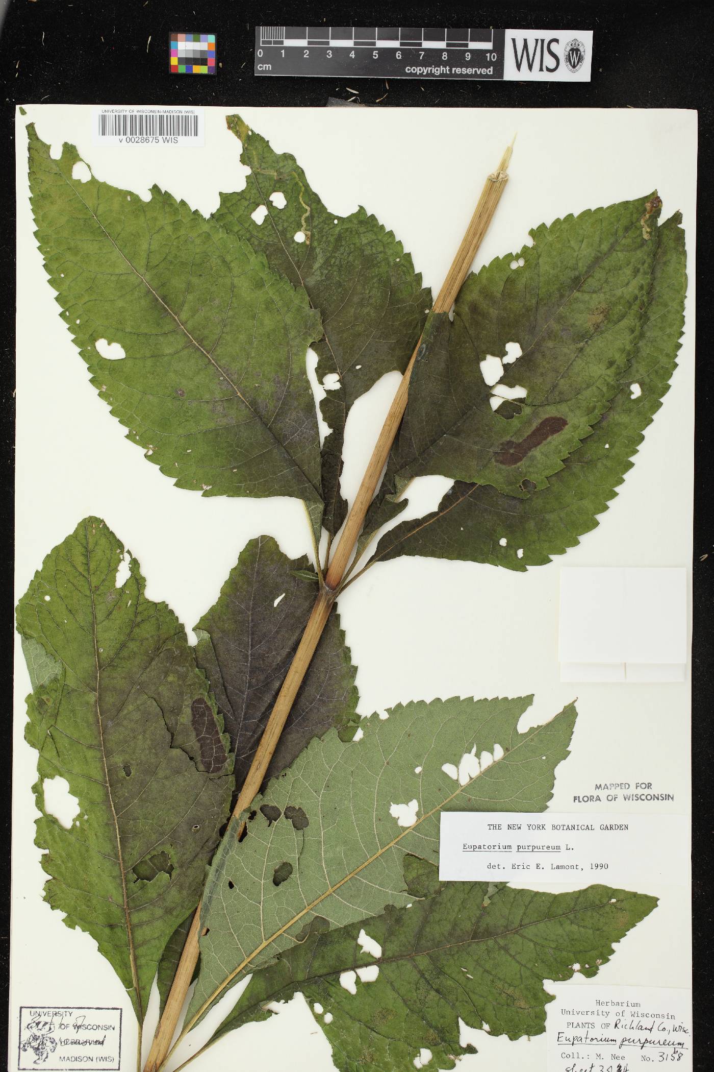 Eutrochium purpureum image