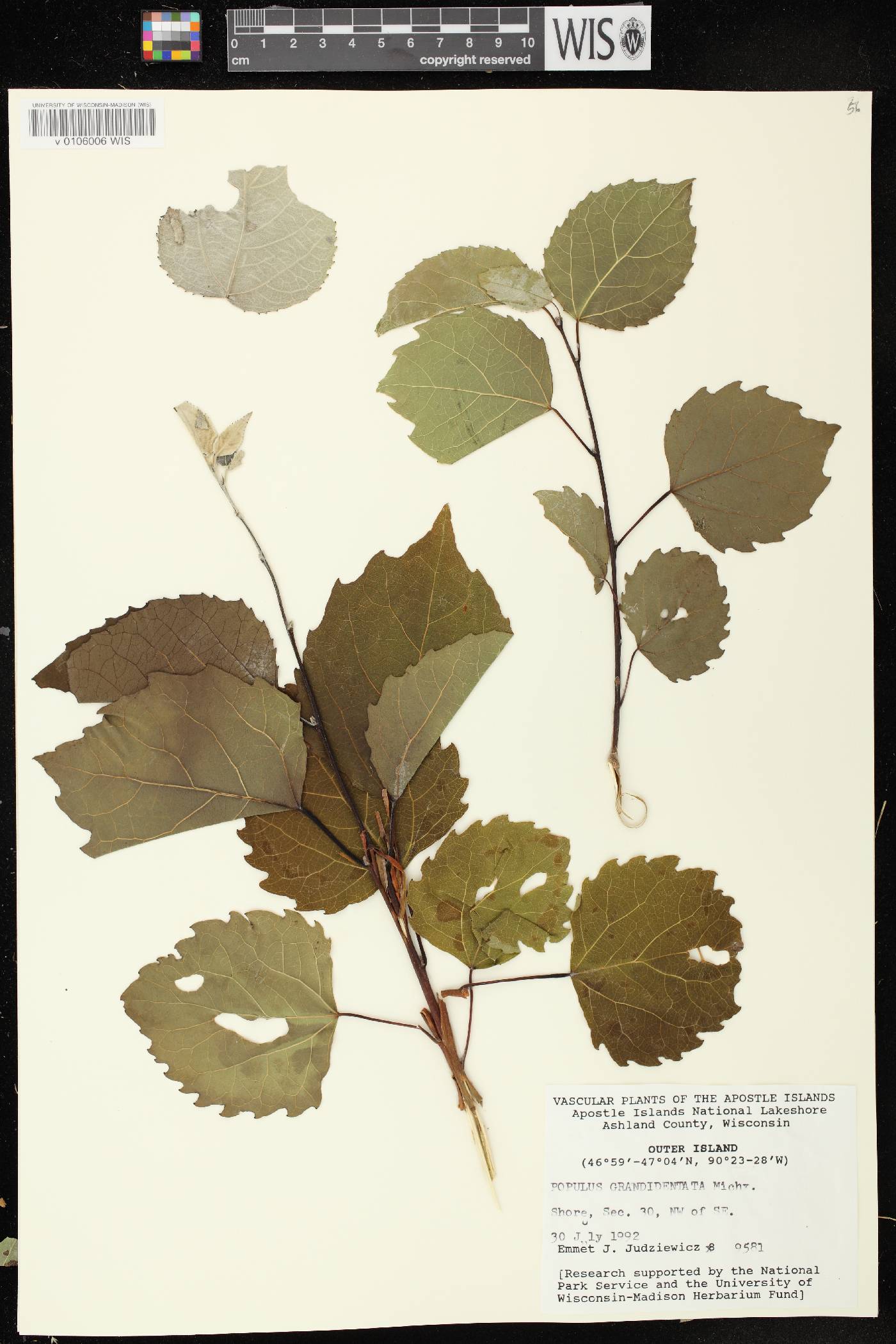 Populus grandidentata image