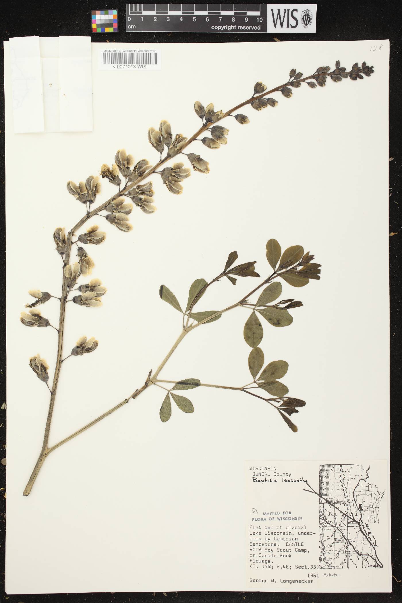Baptisia lactea image