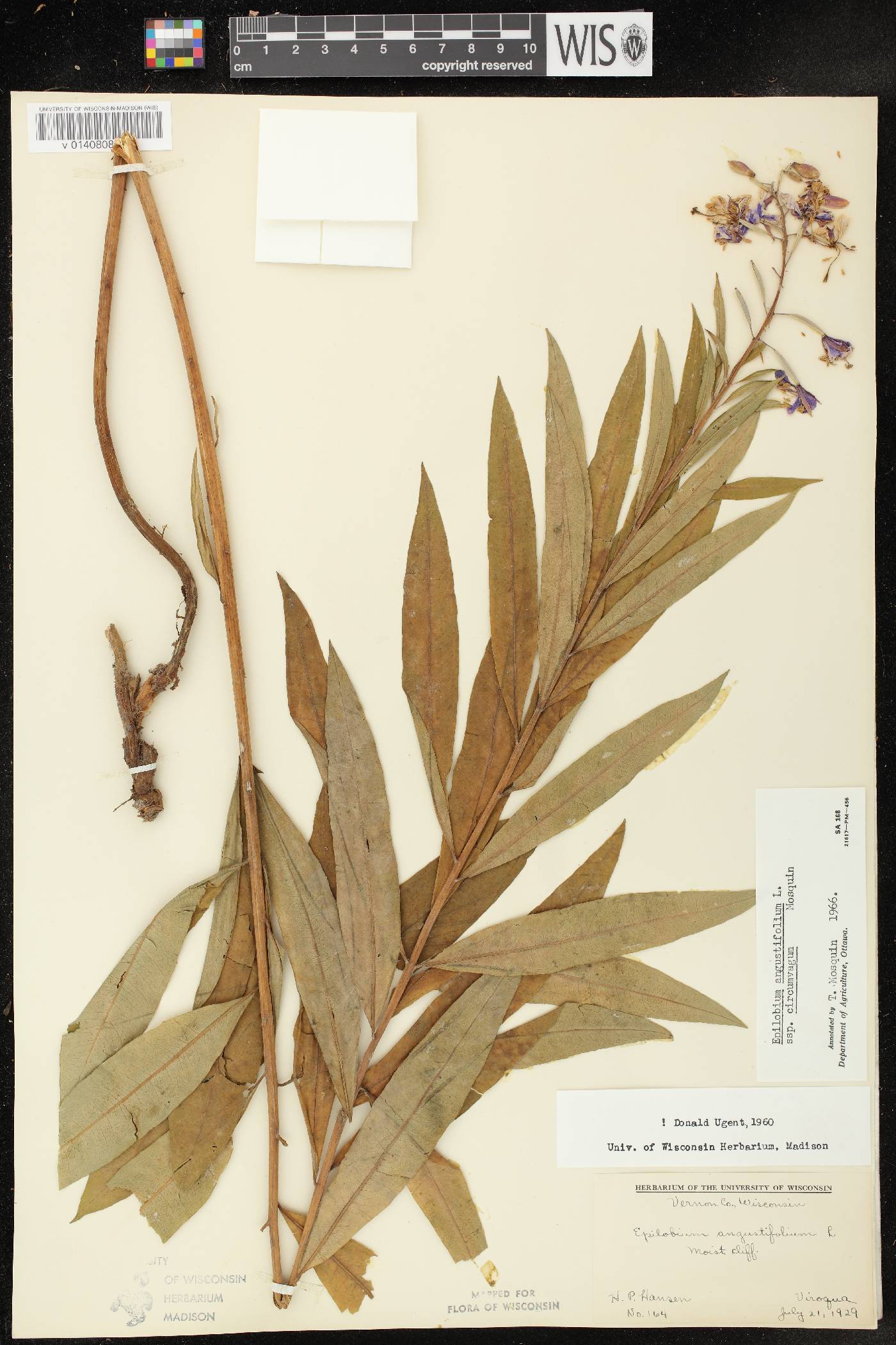 Chamerion angustifolium subsp. circumvagum image