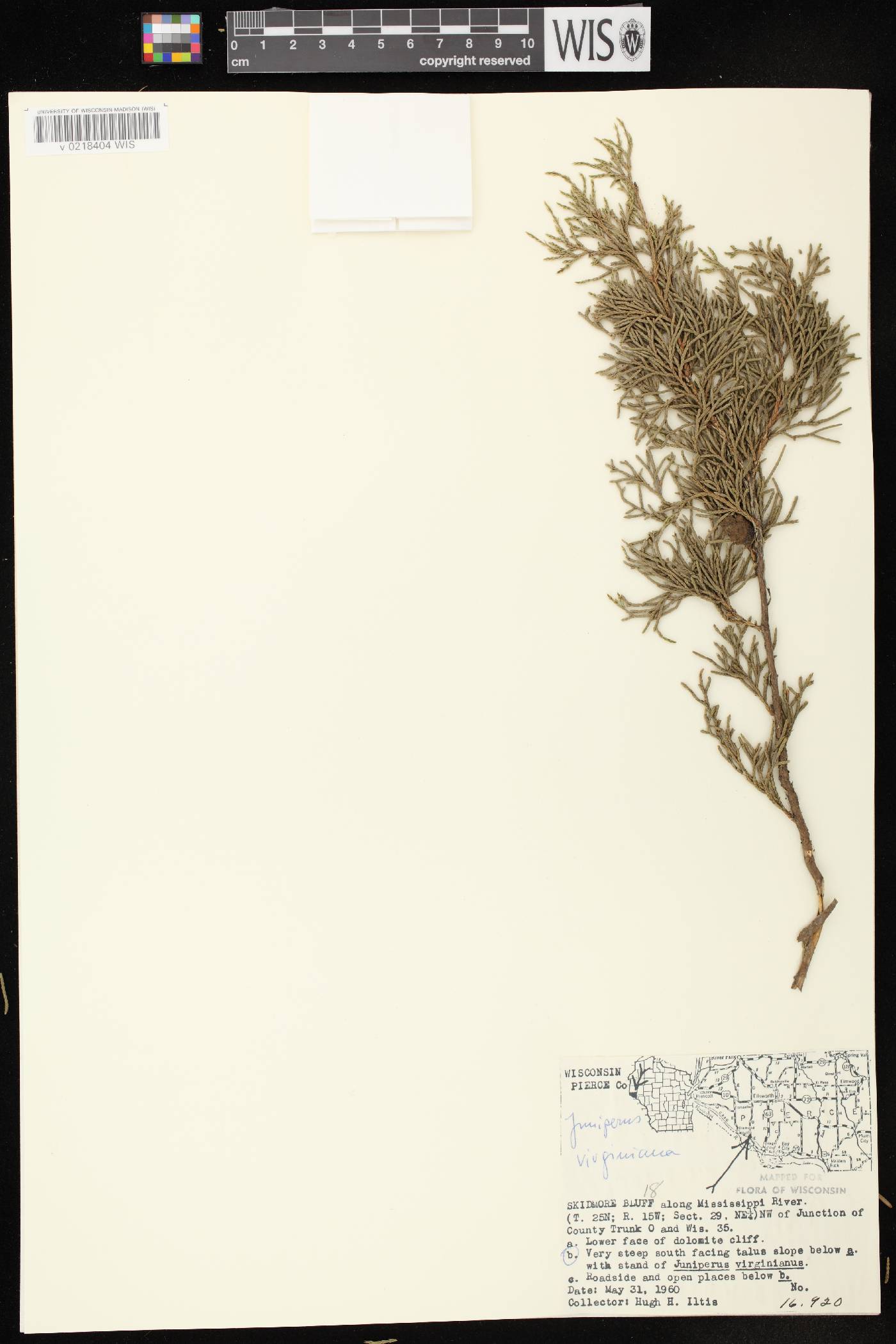 Juniperus virginiana image